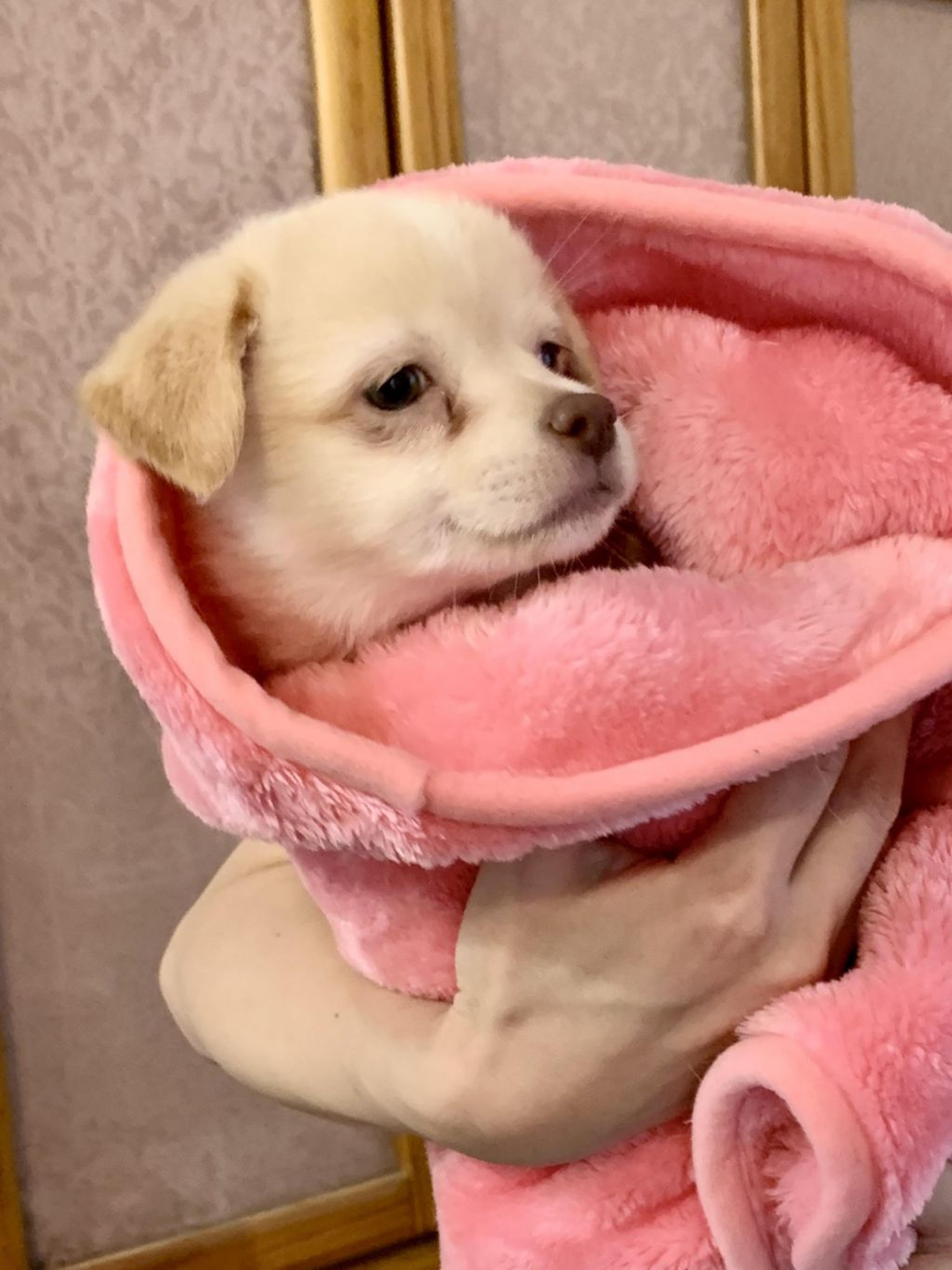 pet-image-2