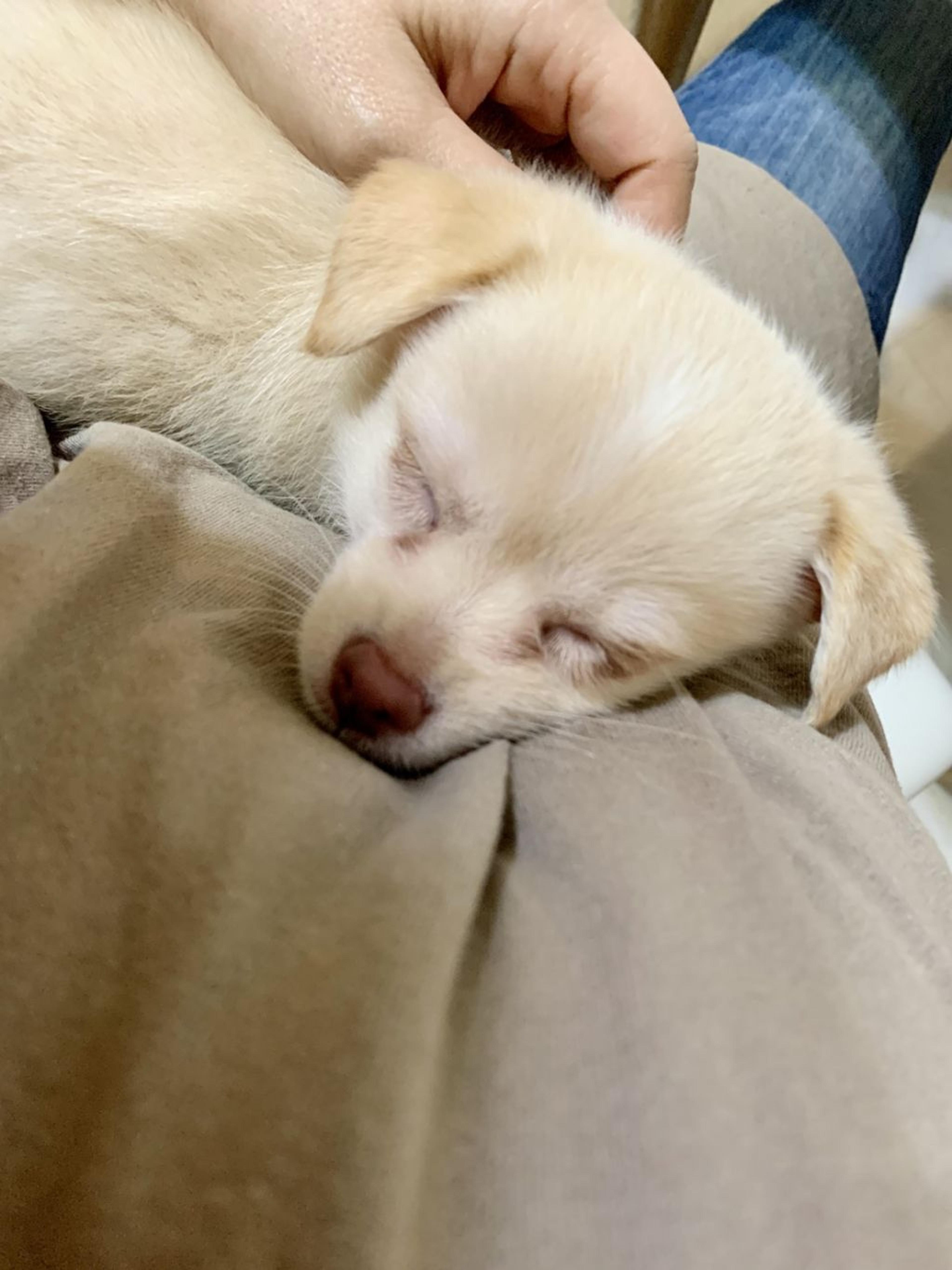 pet-image-3