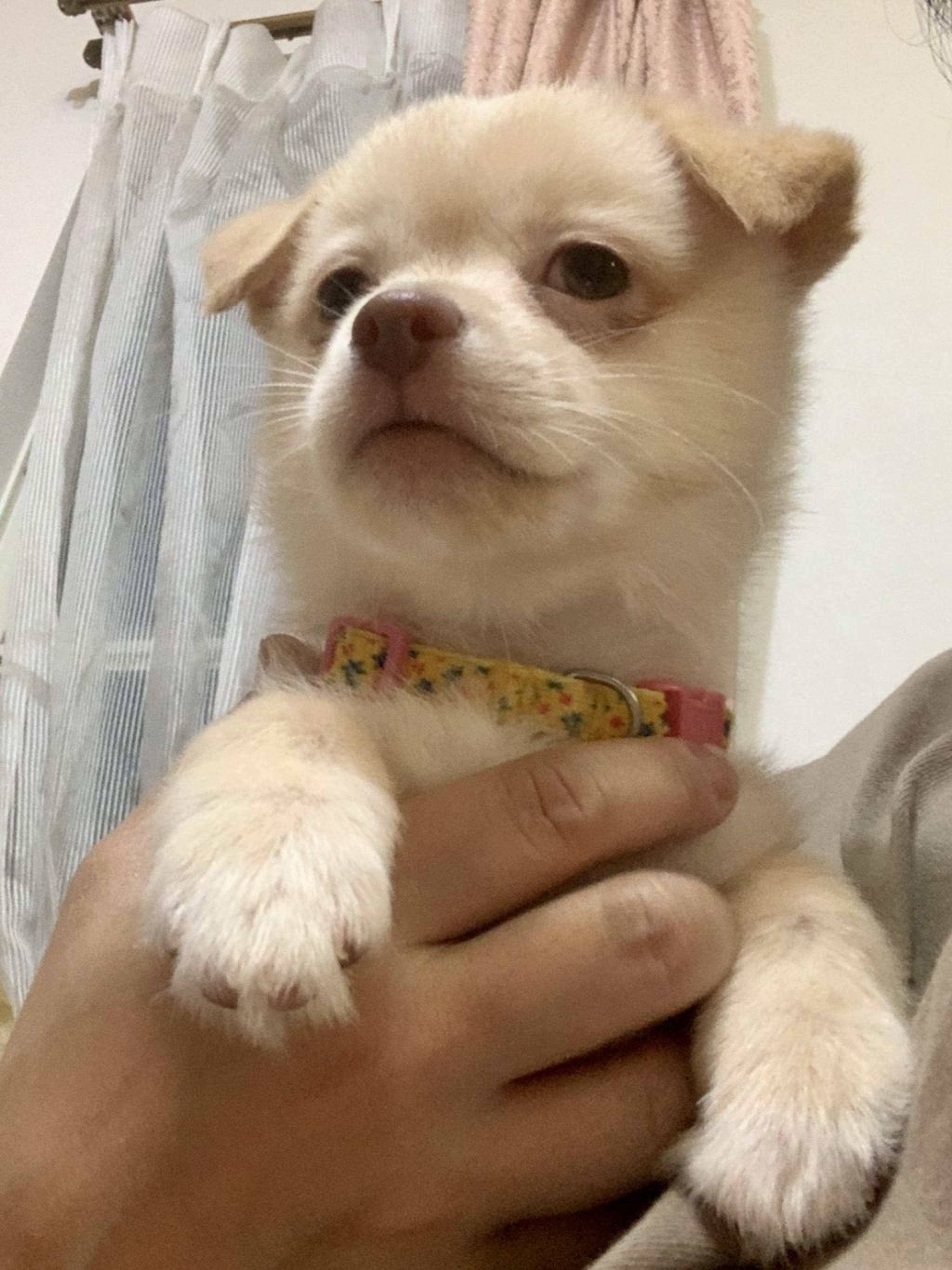 pet-image-4