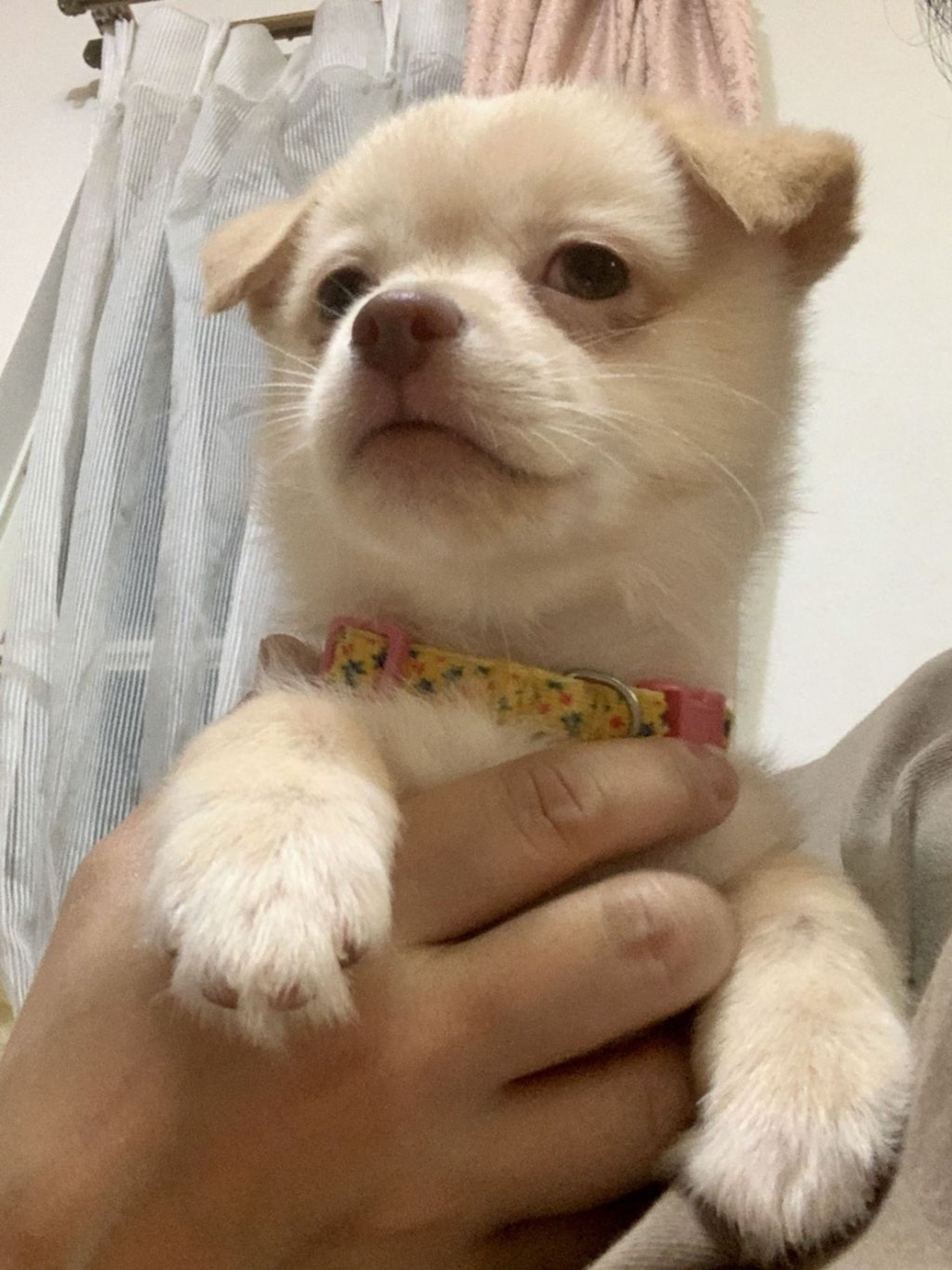 pet-image-4