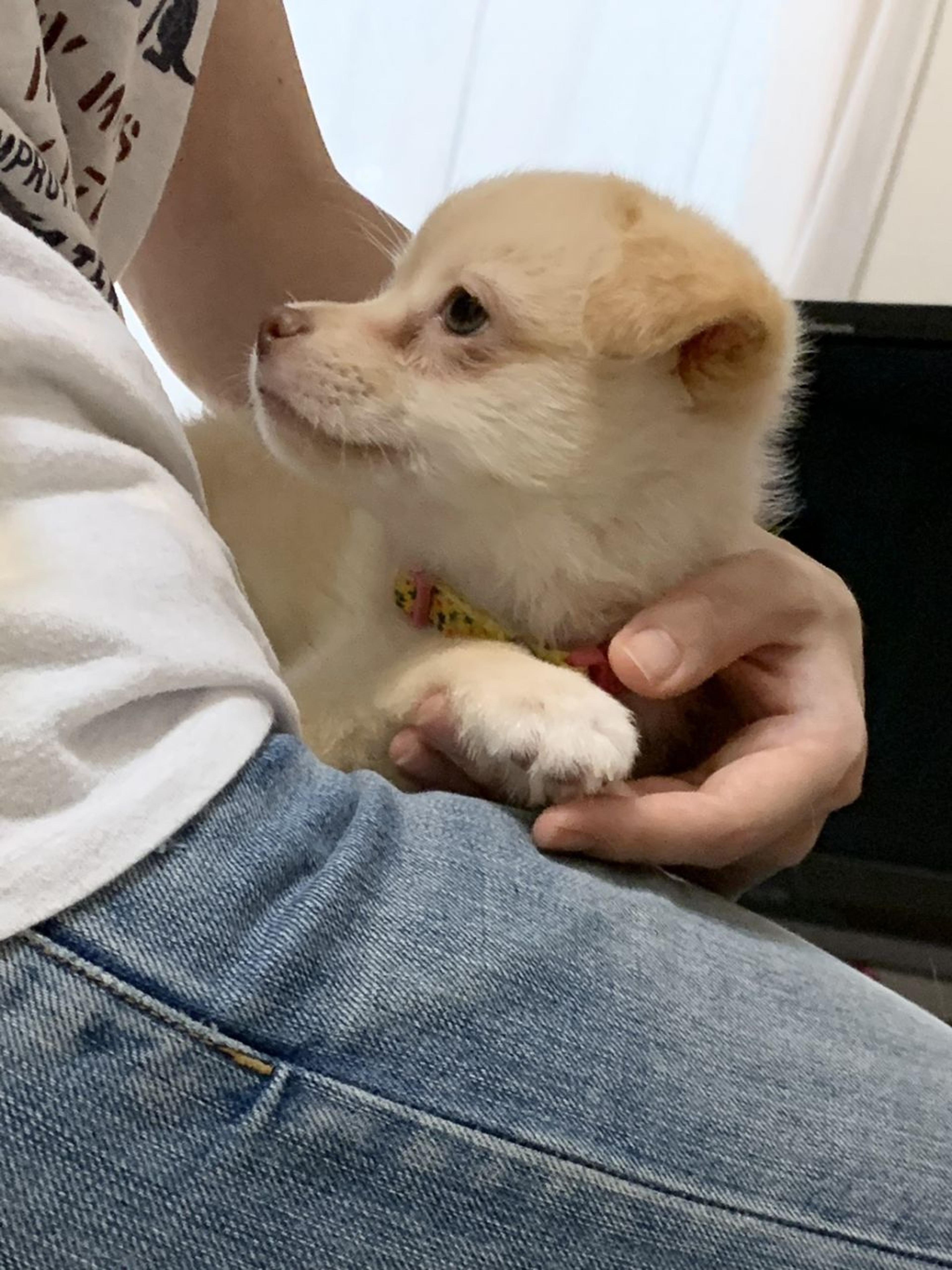 pet-image-6