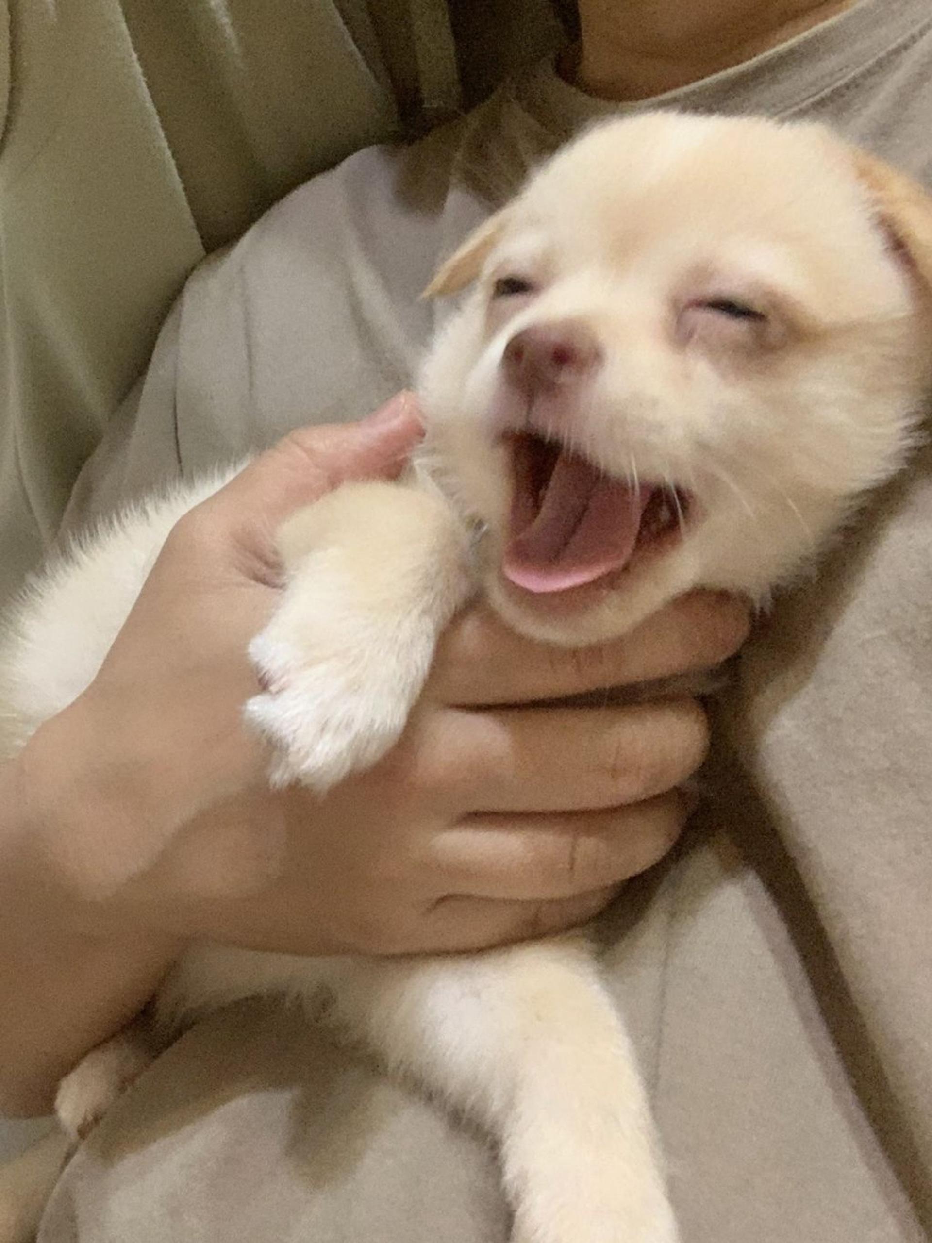 pet-image-7