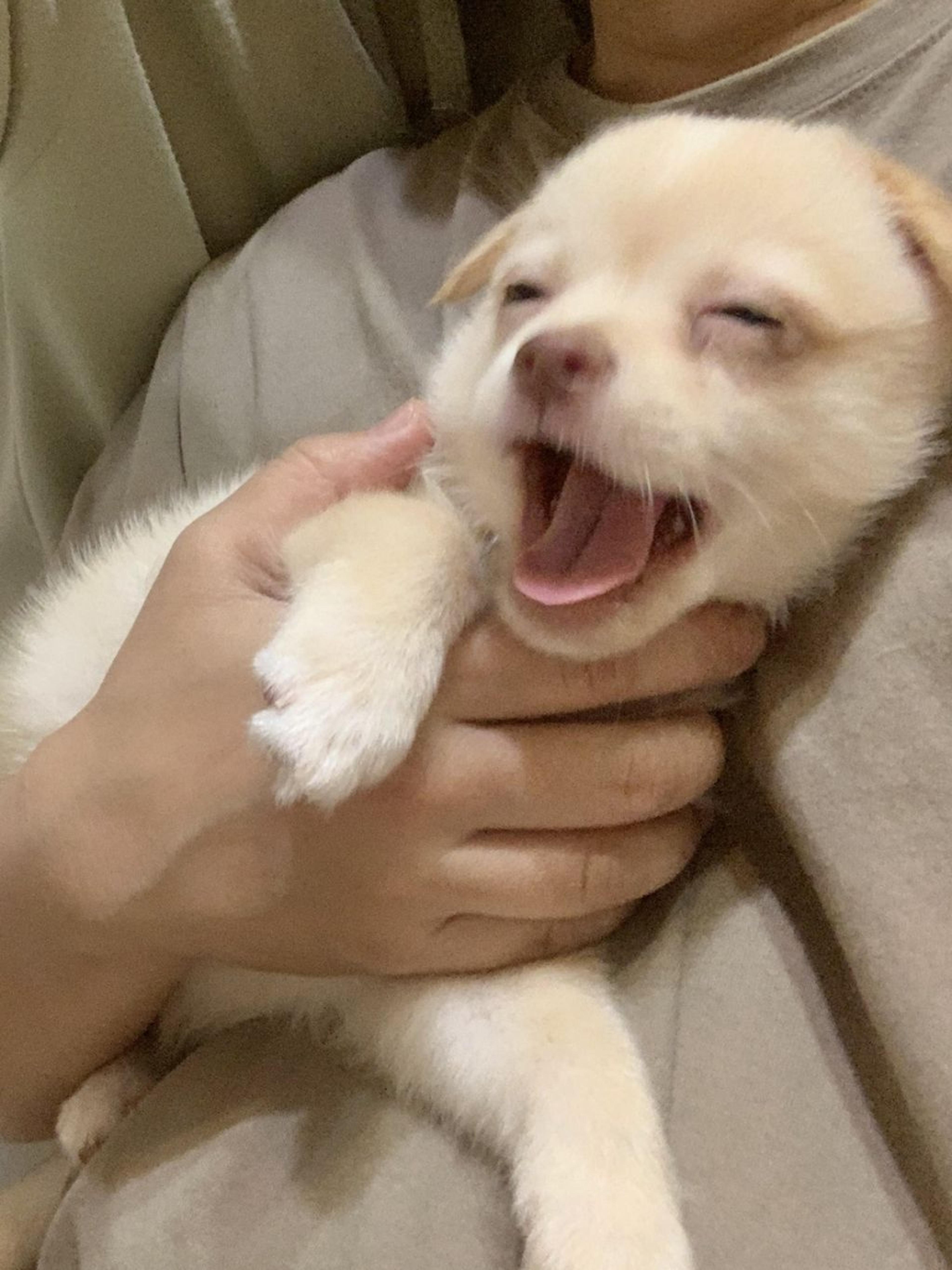 pet-image-7