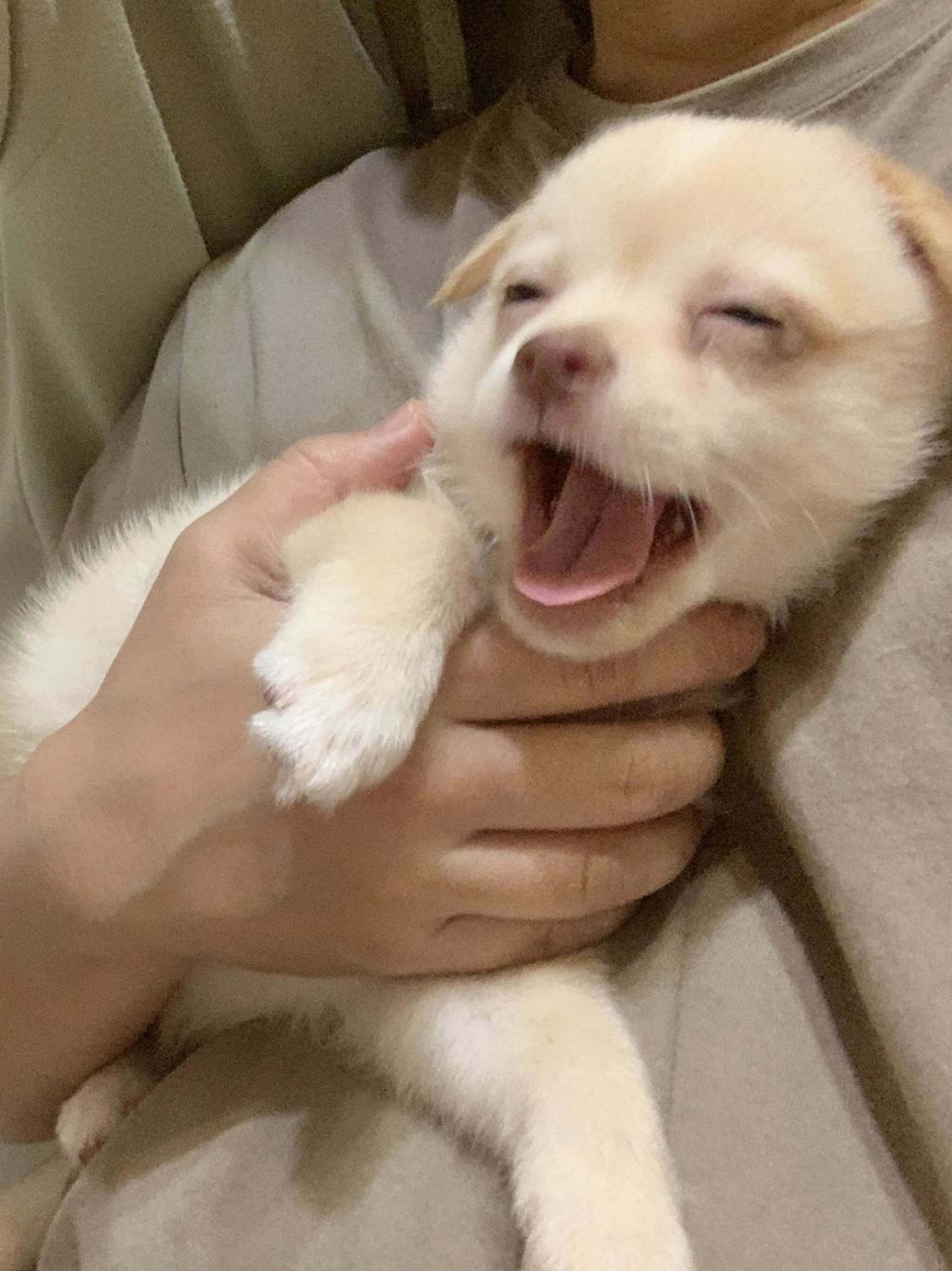 pet-image-7