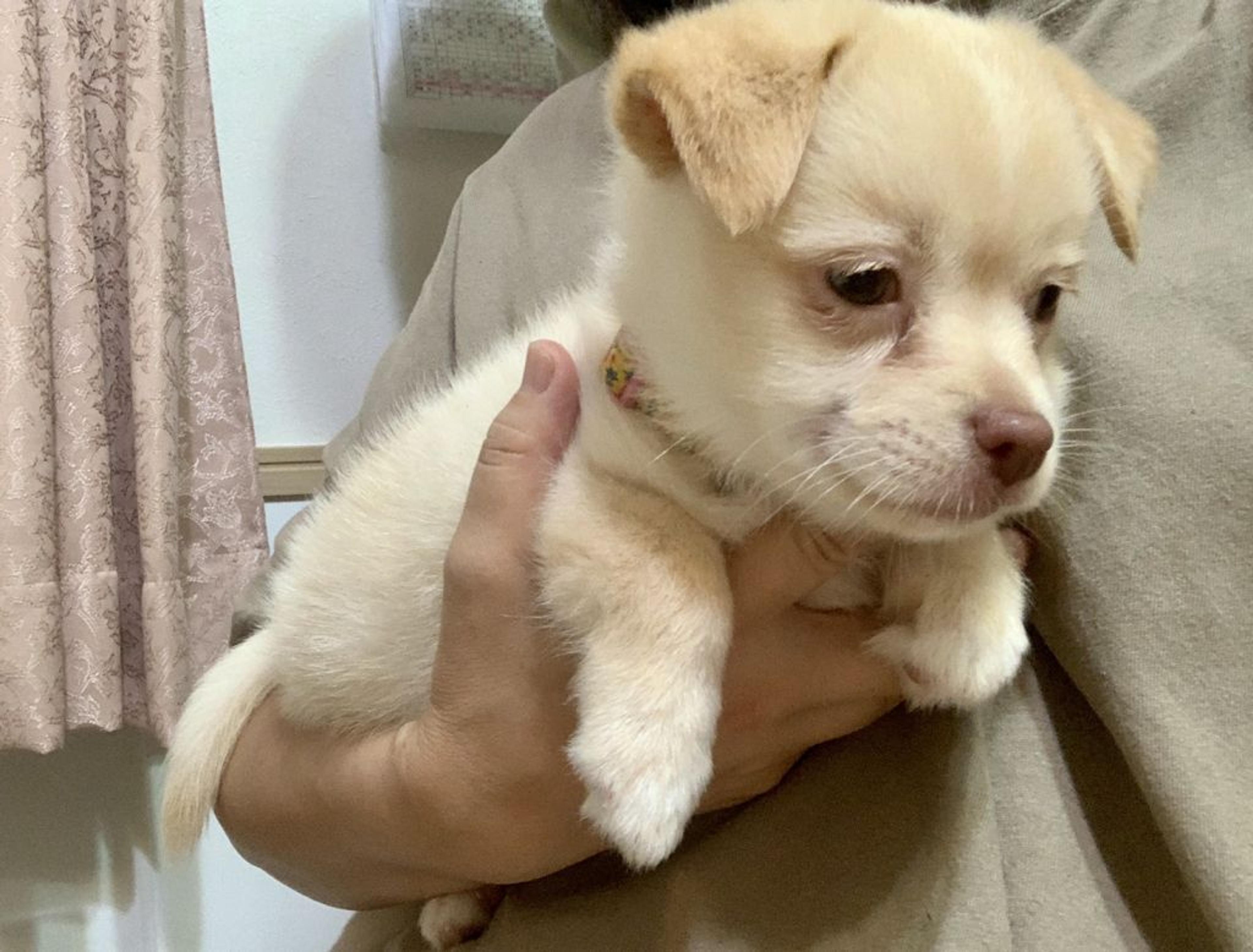 pet-image-8
