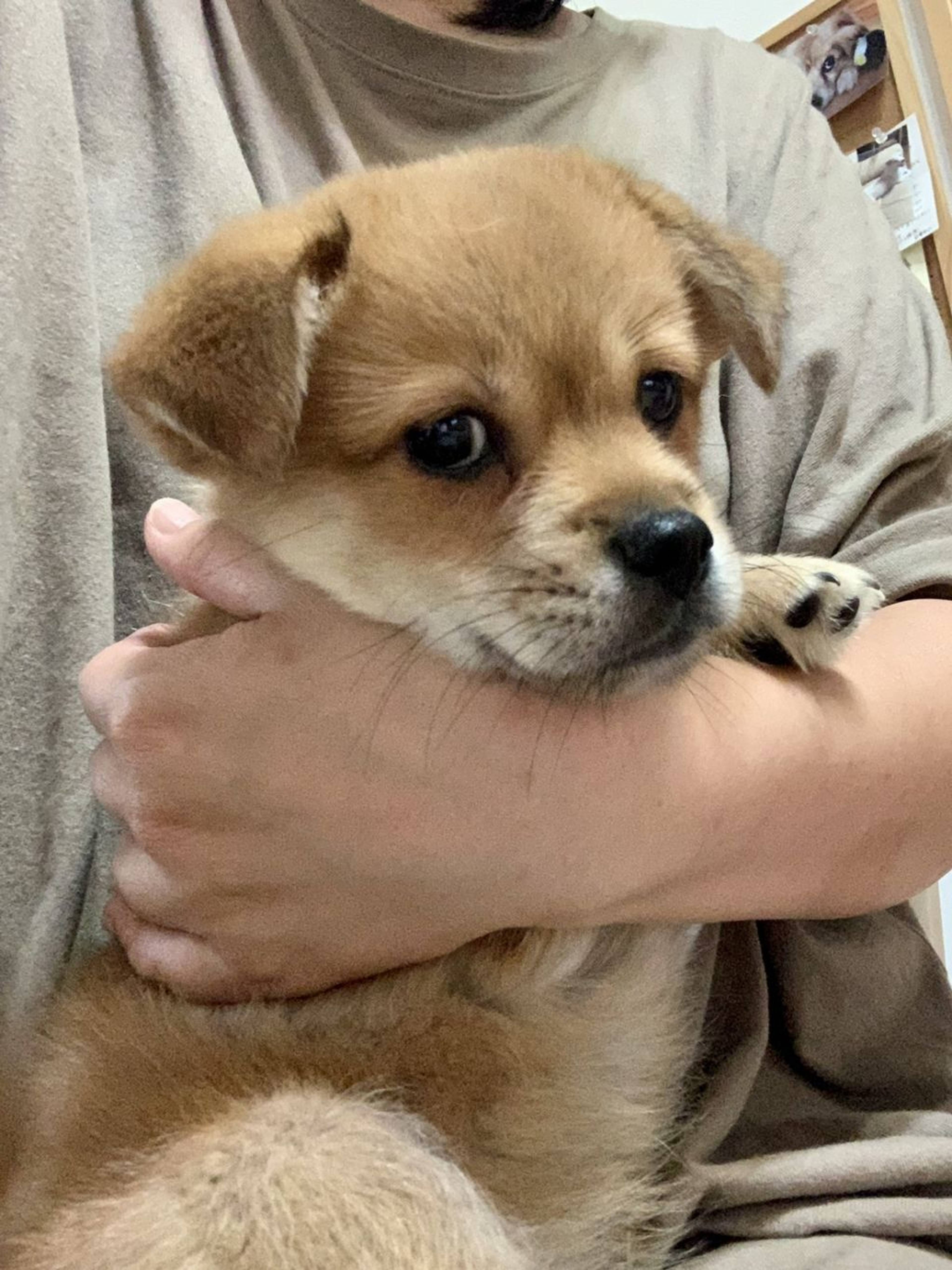 雑種（ミックス犬）・オスの里親募集の写真