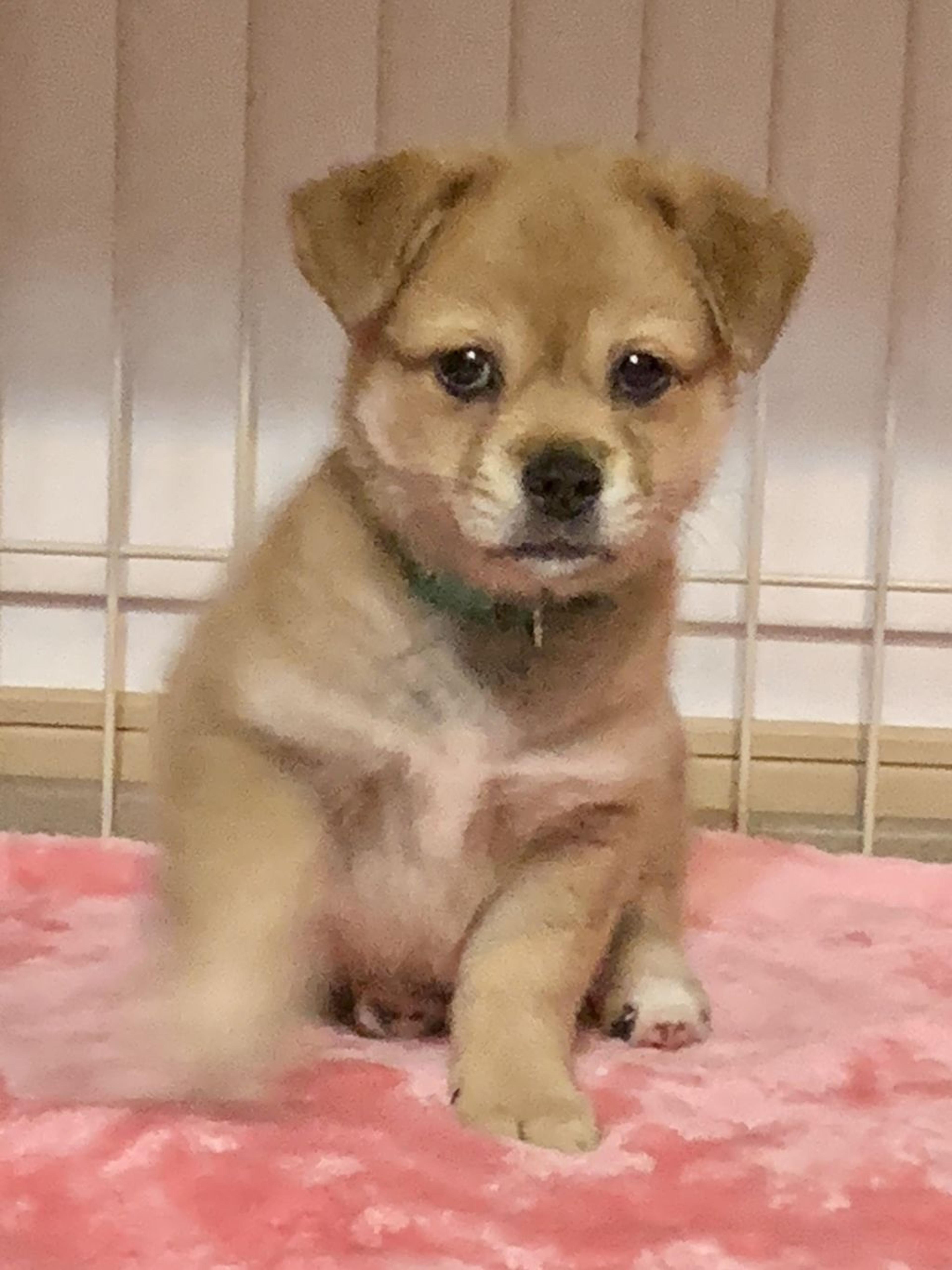 pet-image-2
