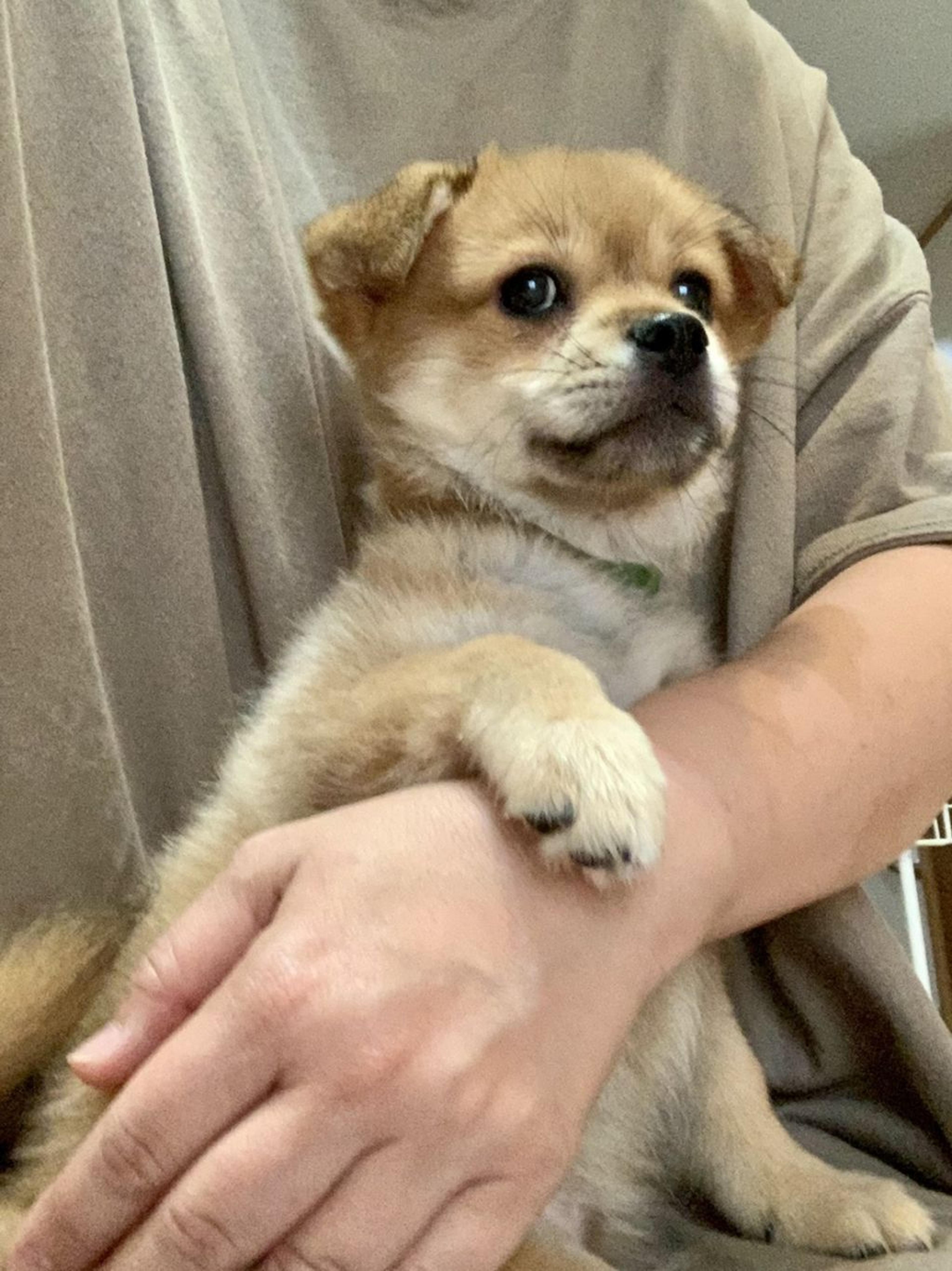 pet-image-3