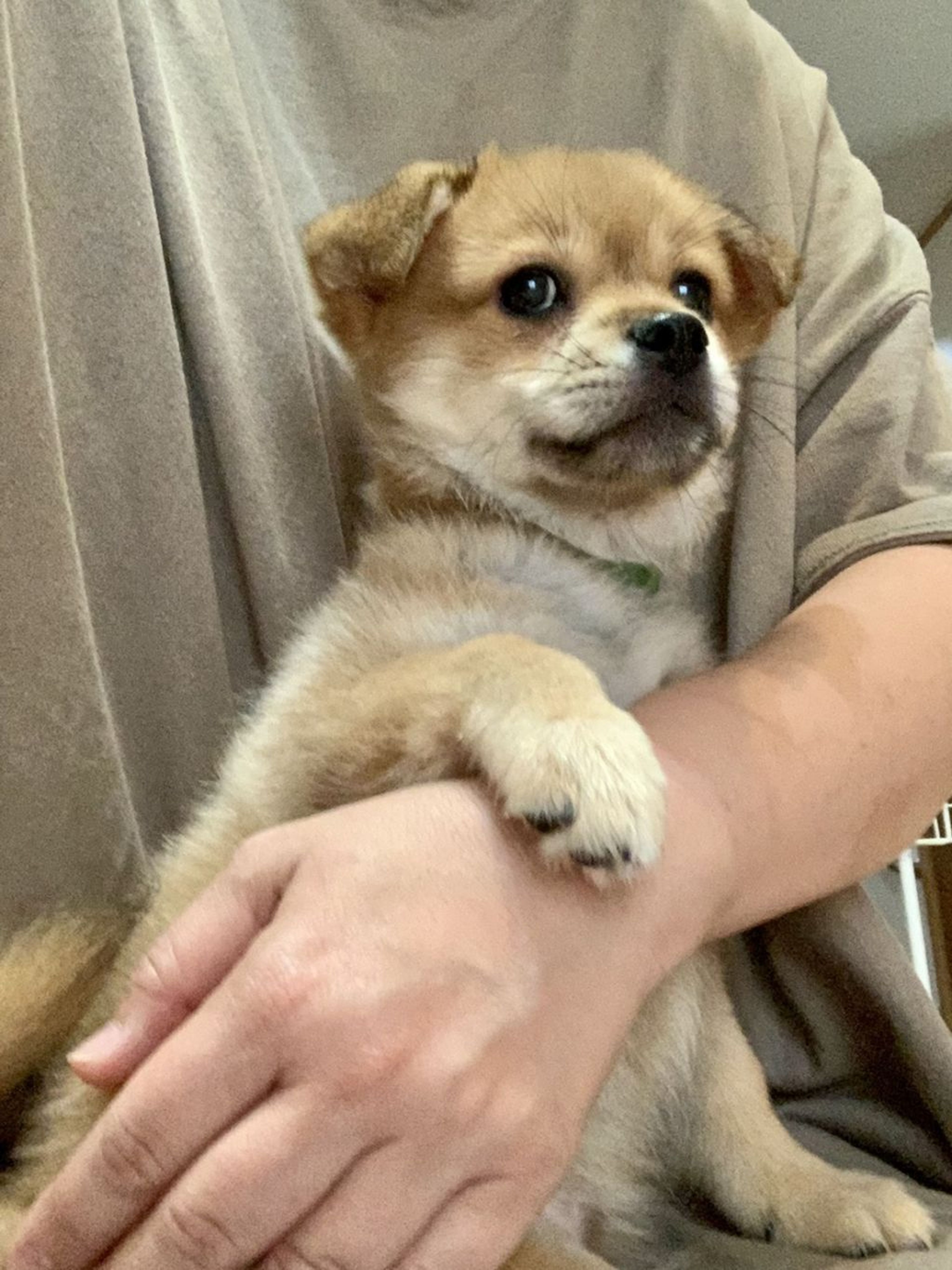 pet-image-3
