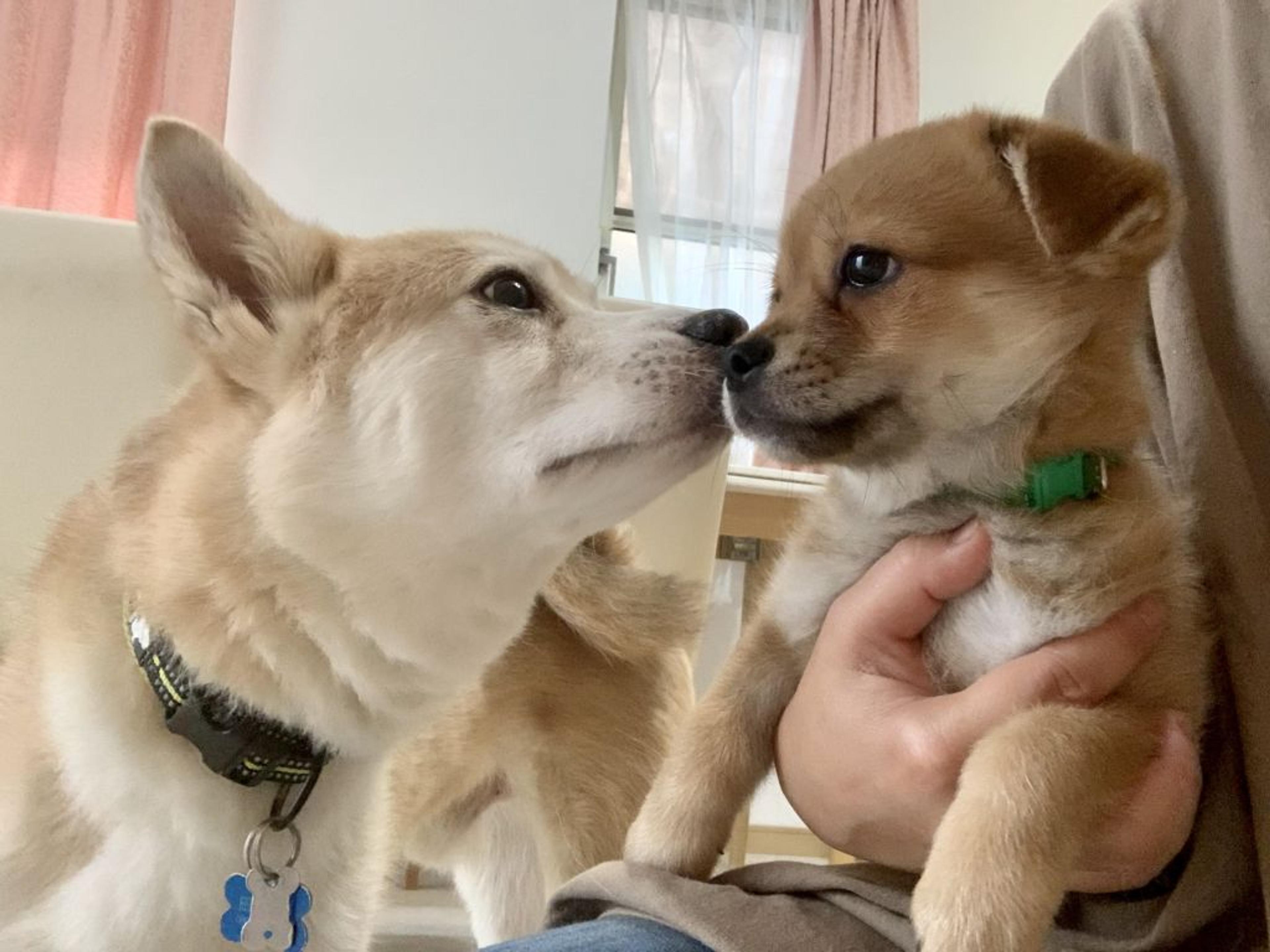 pet-image-6
