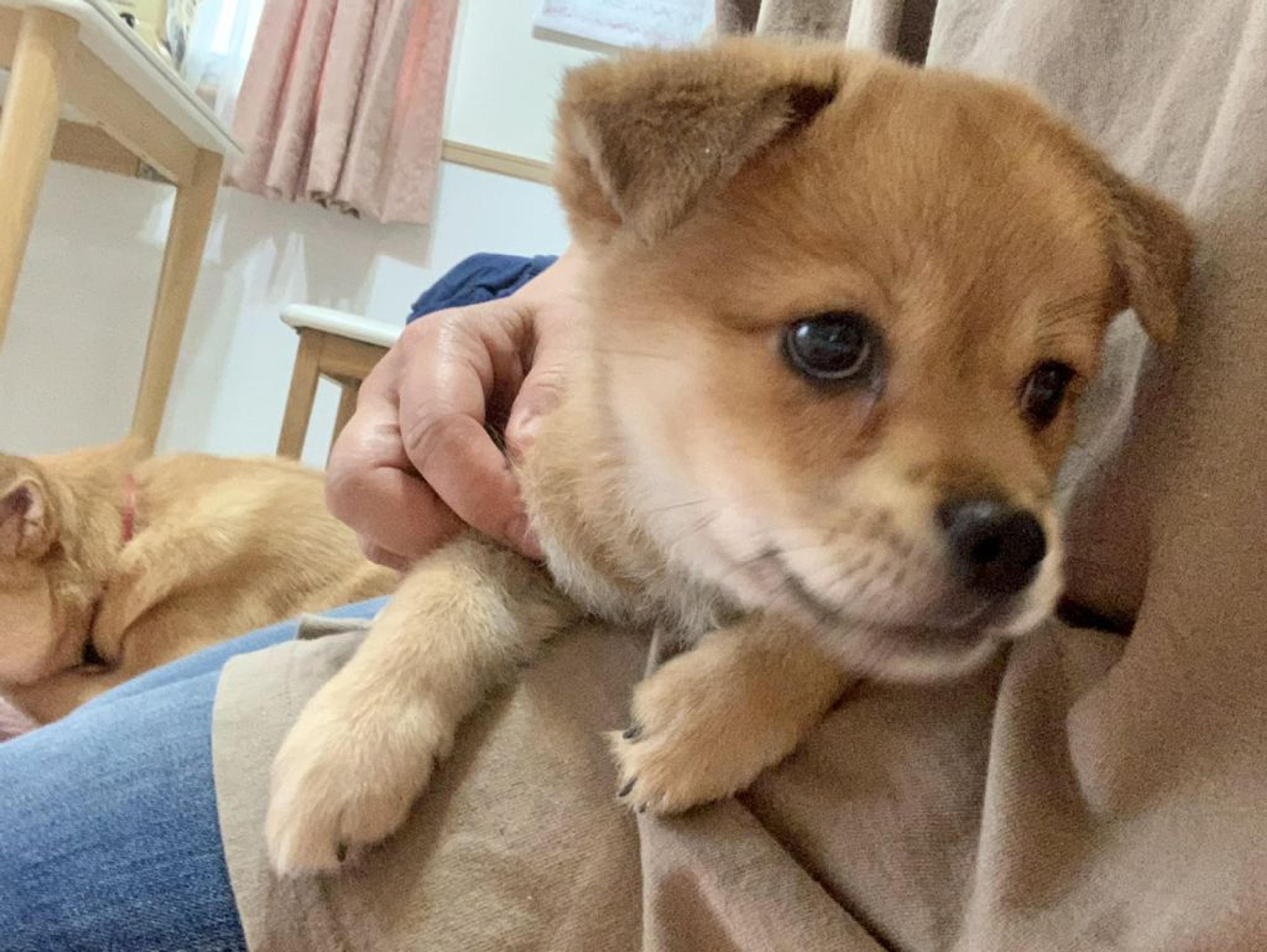 pet-image-7
