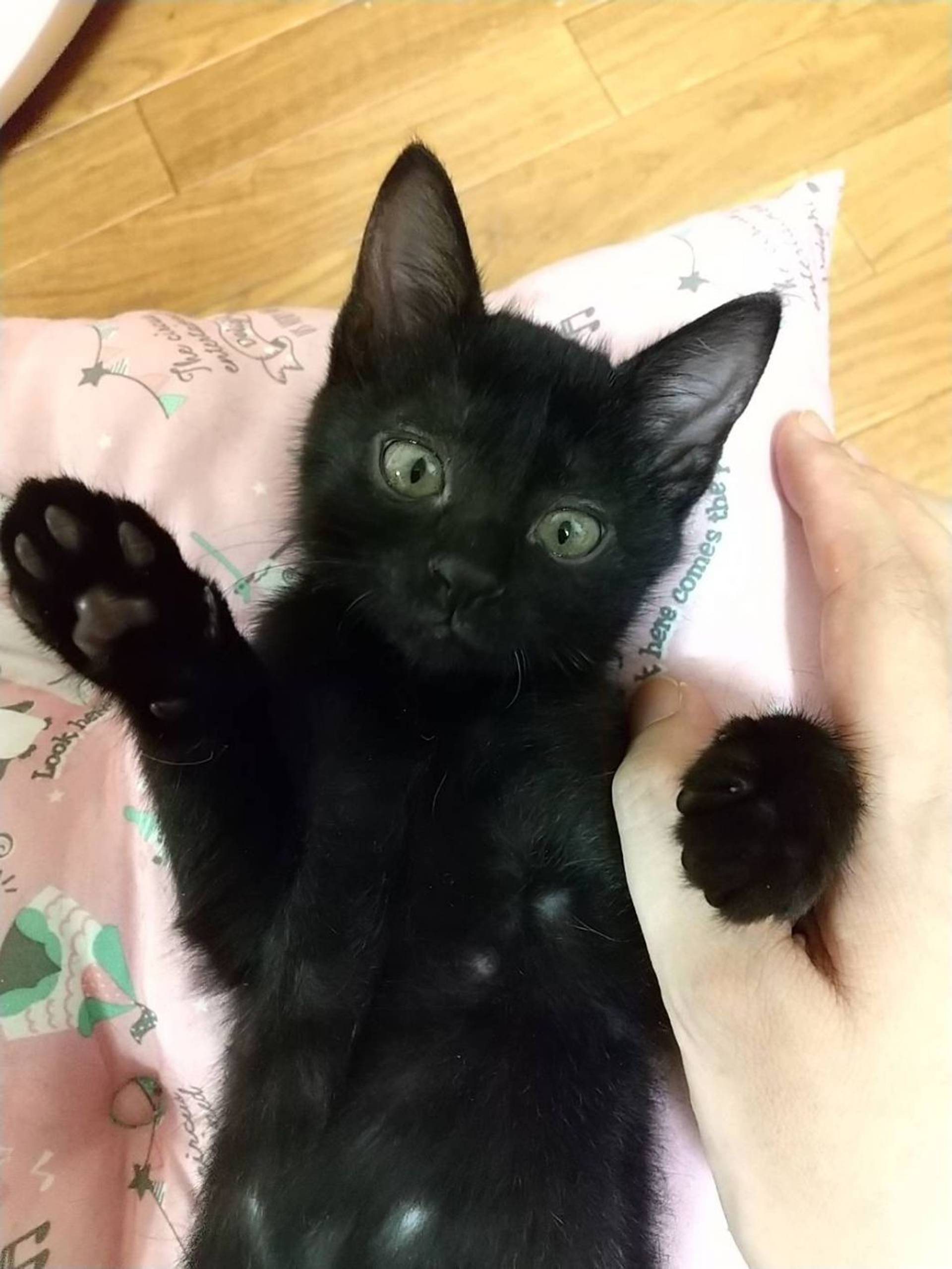雑種（ミックス猫）・メスの里親募集の写真