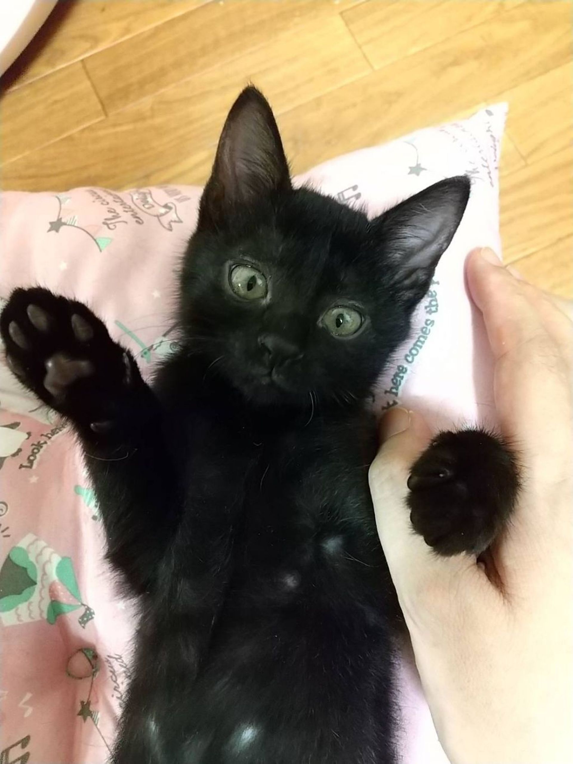 雑種（ミックス猫）・メスの里親募集の写真