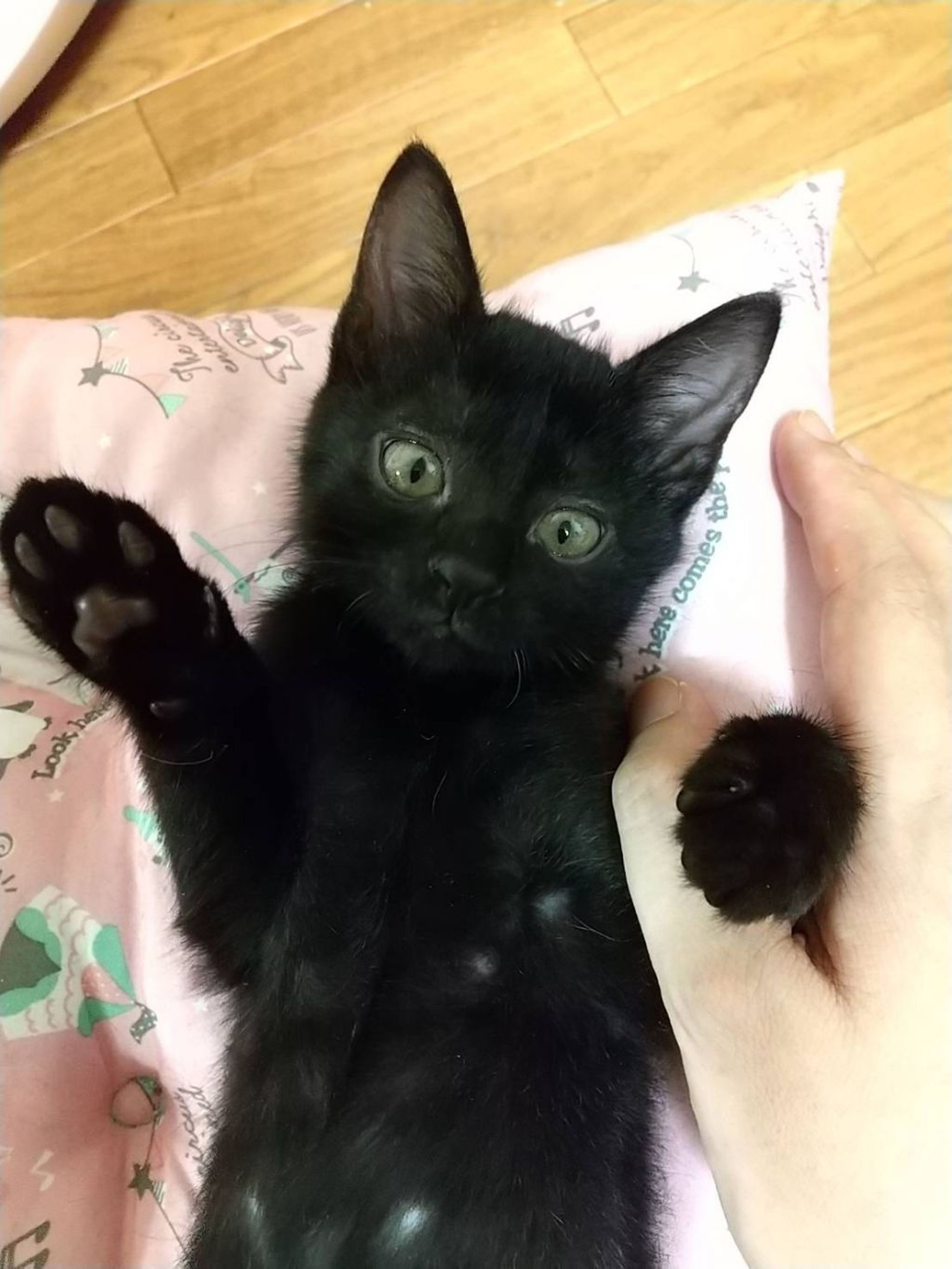 雑種（ミックス猫）・メスの里親募集の写真