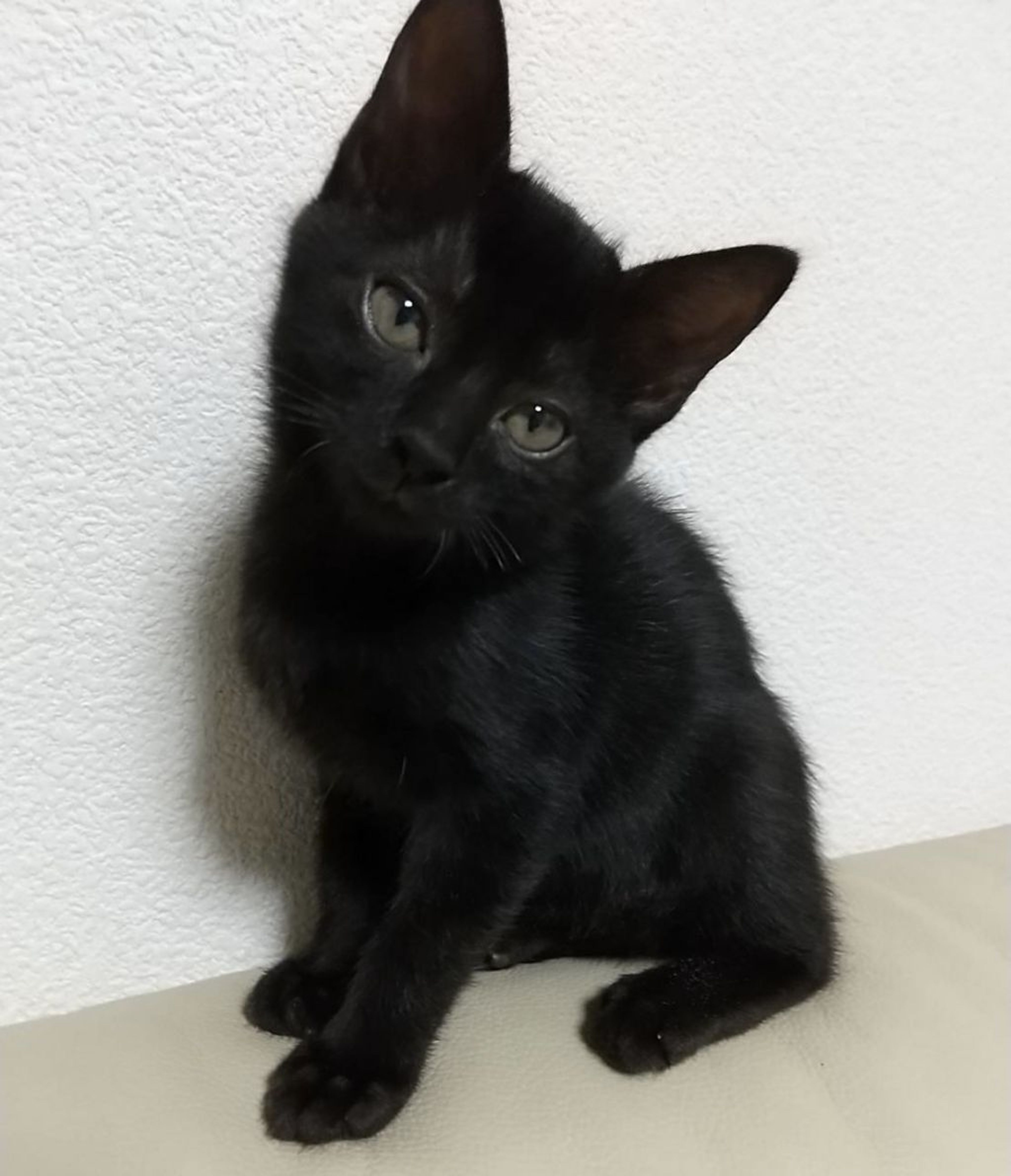 pet-image-2