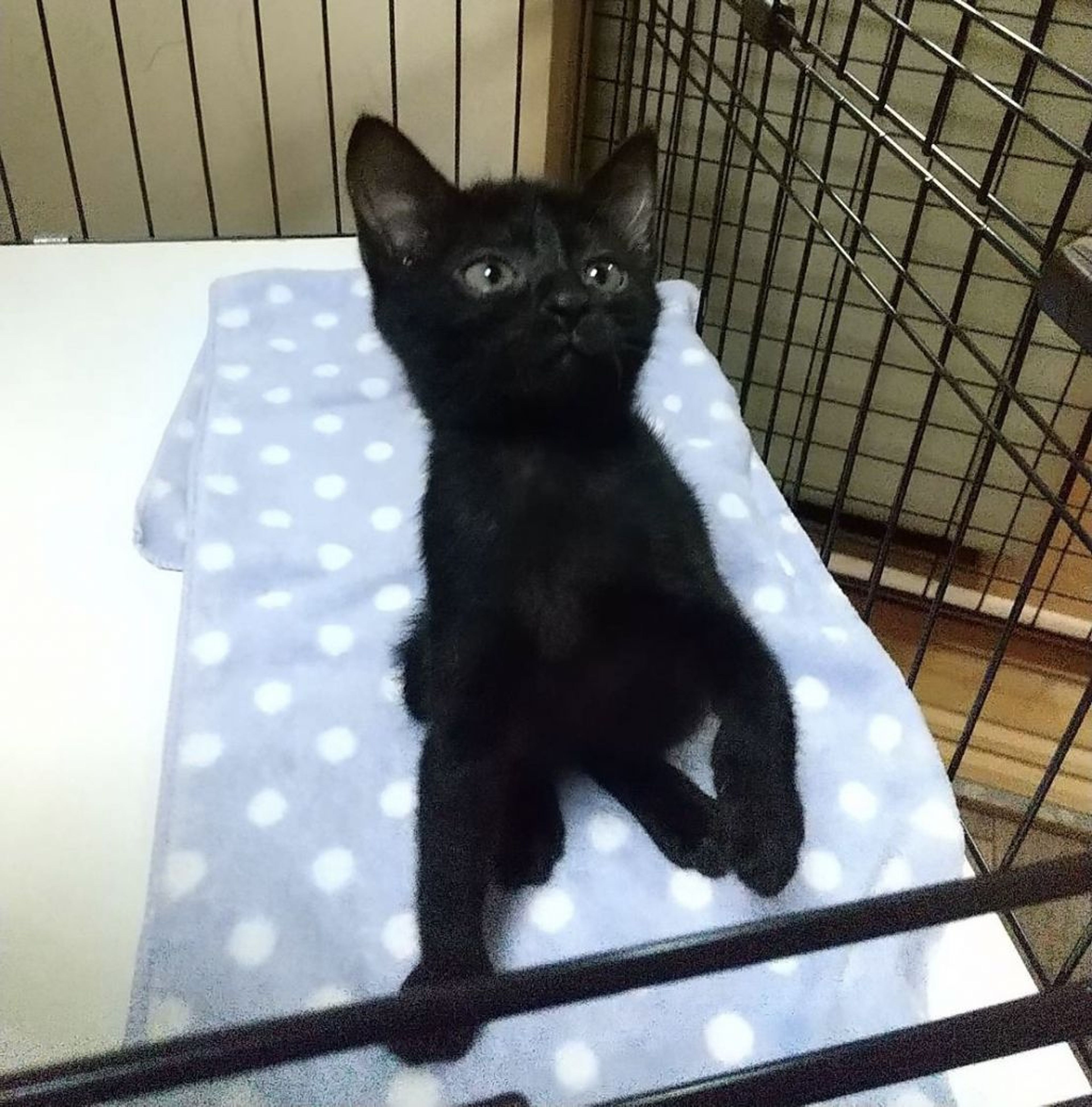 pet-image-4