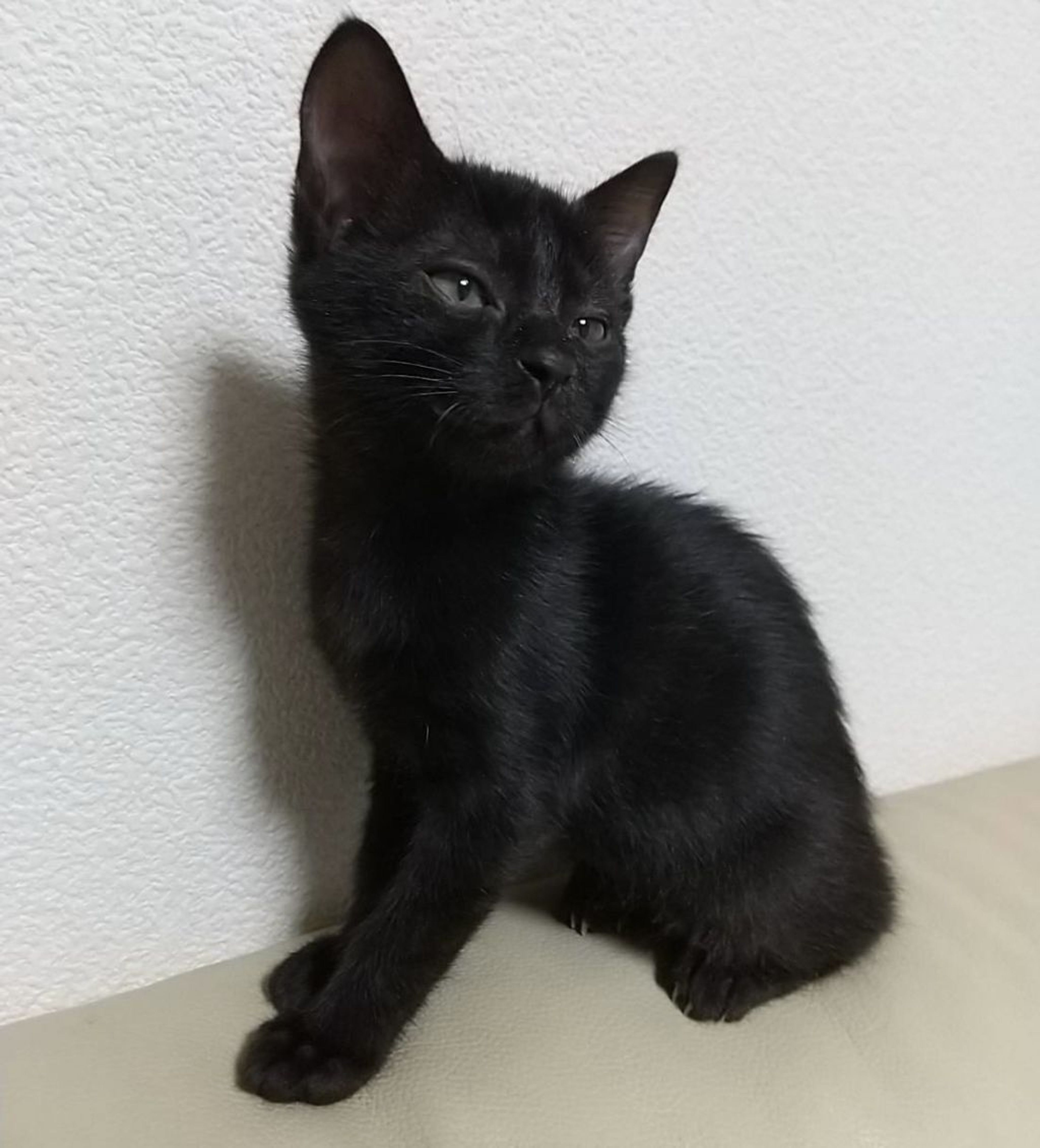 pet-image-5