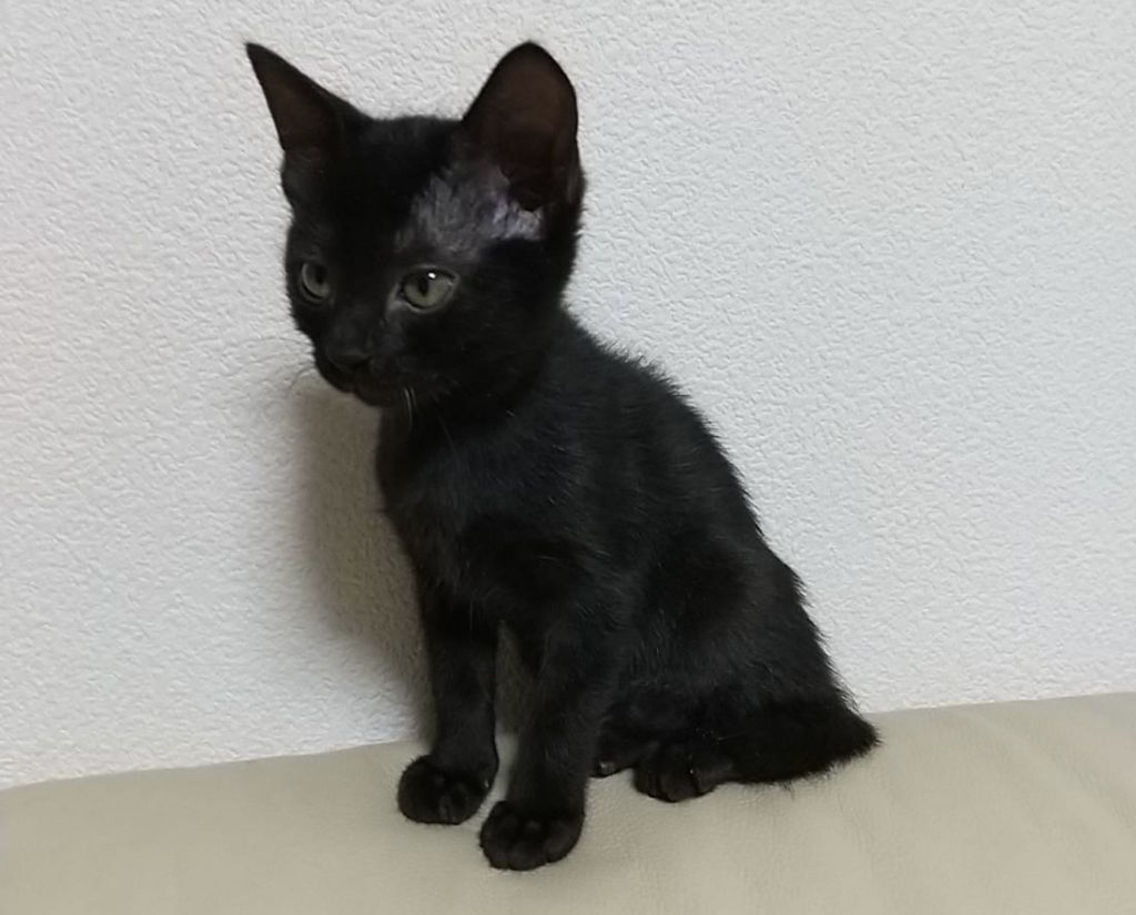 pet-image-7