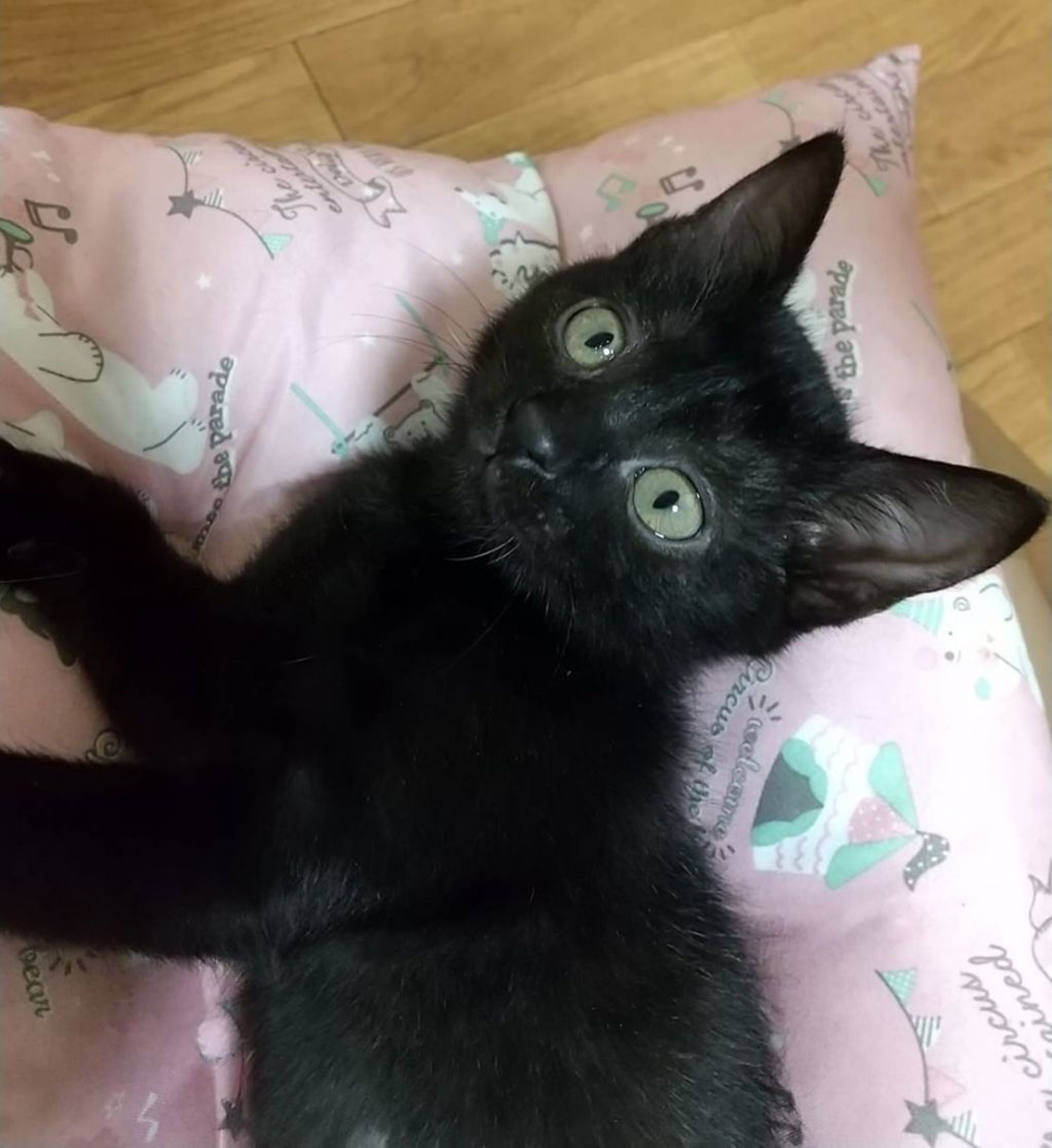 pet-image-8