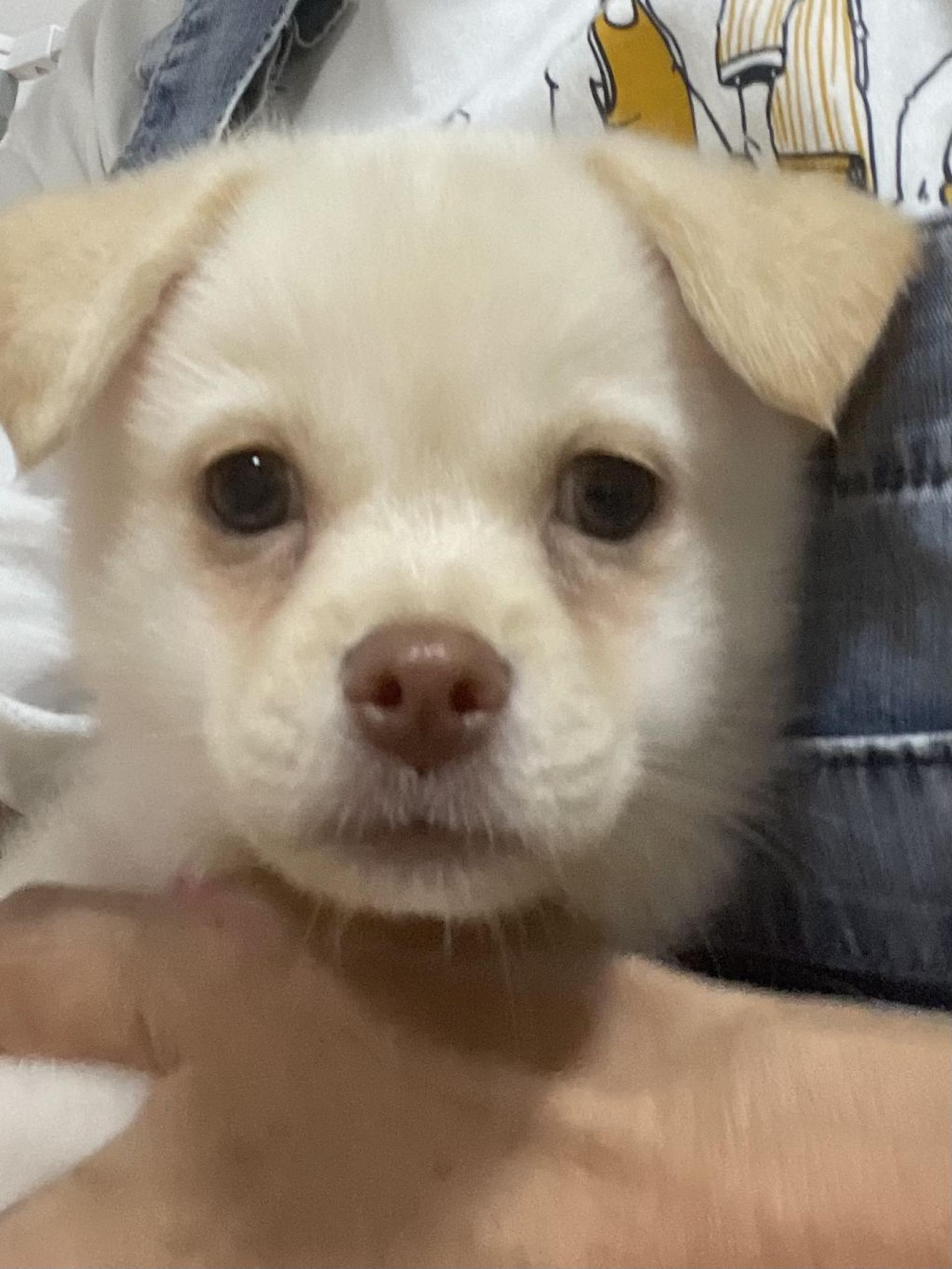 pet-image-3