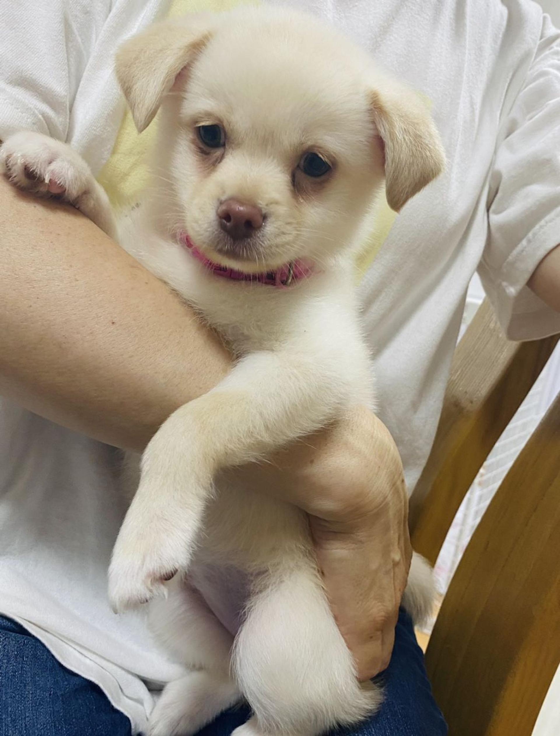 pet-image-4