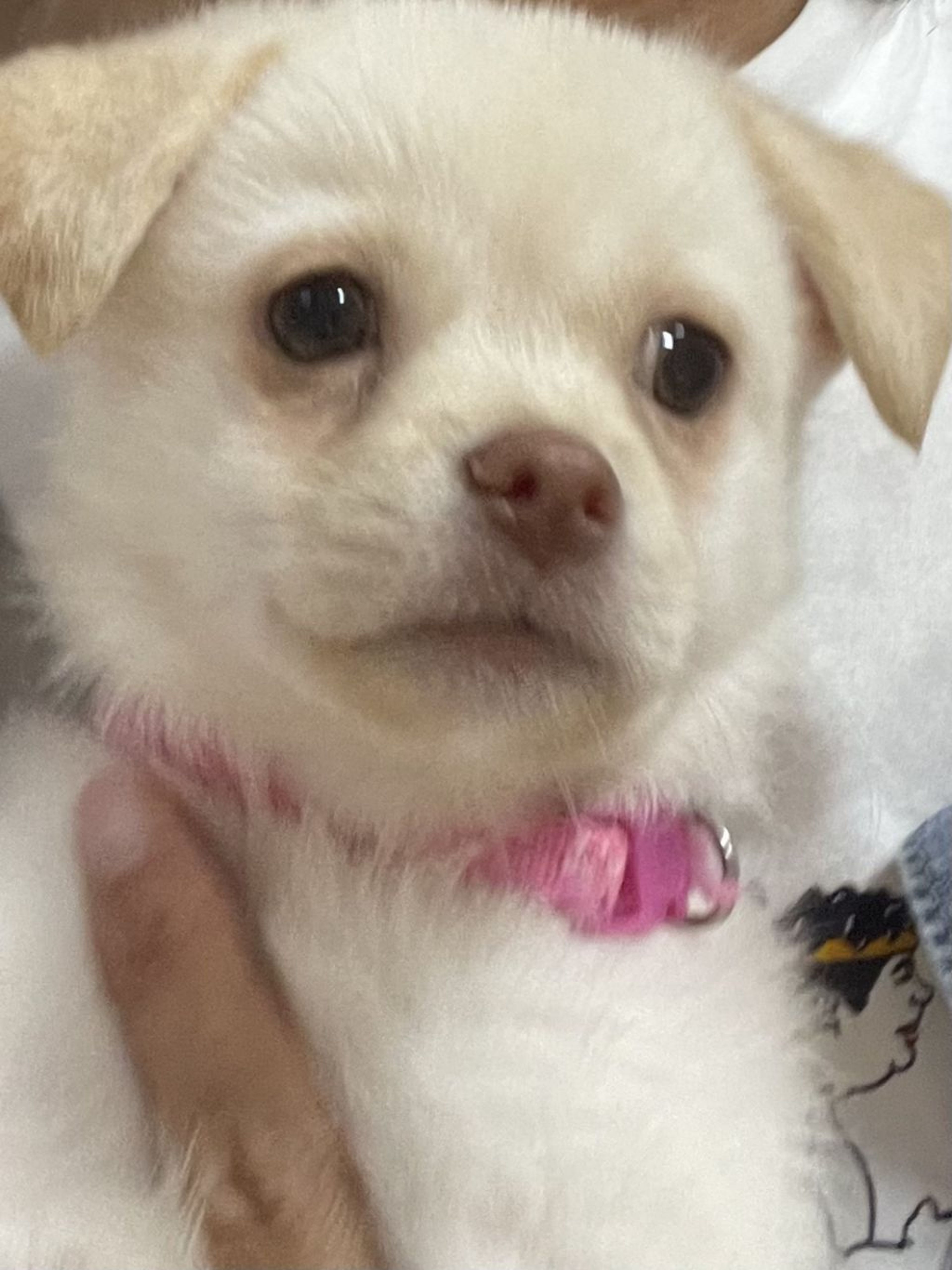 pet-image-5