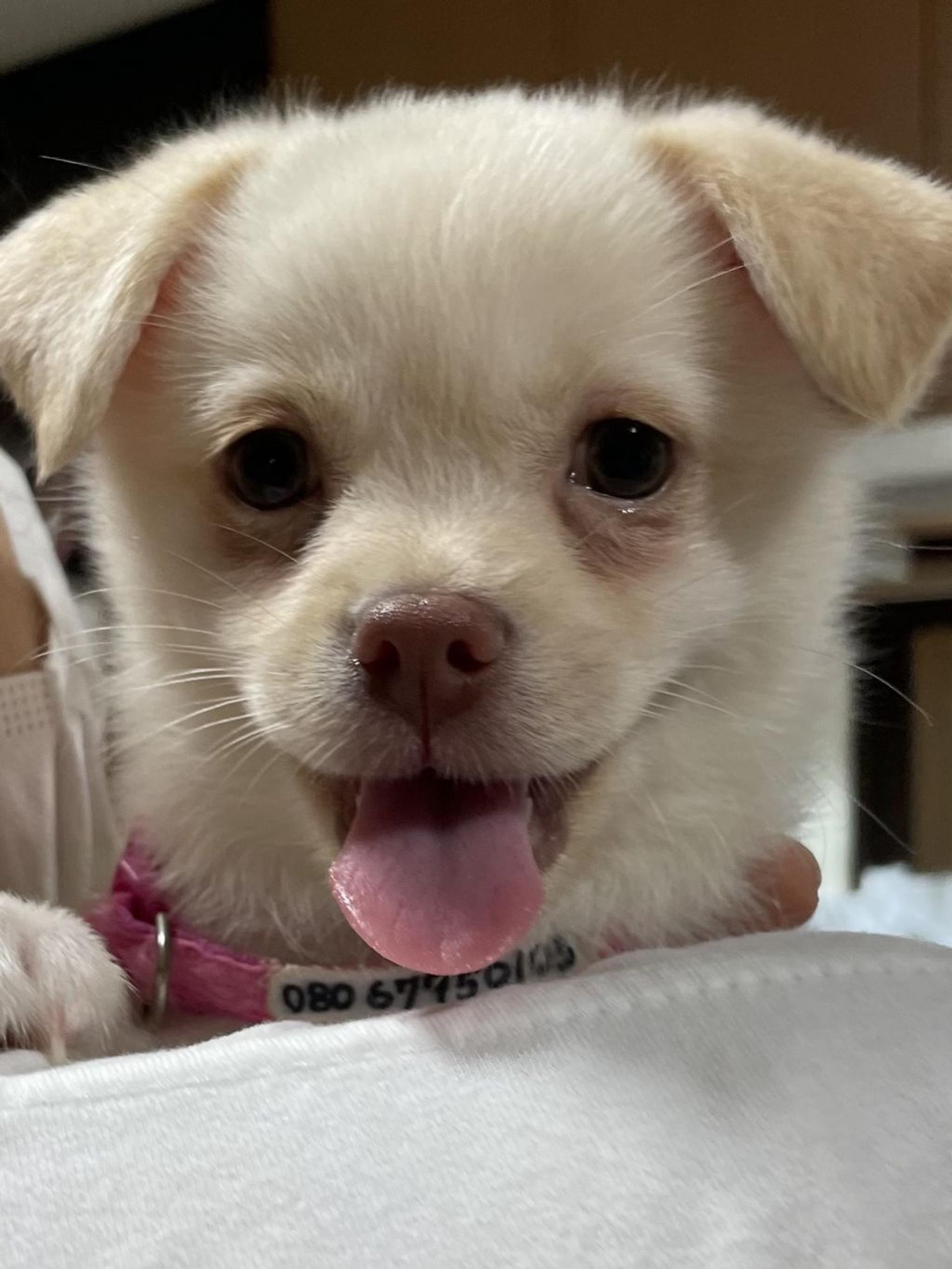 pet-image-6