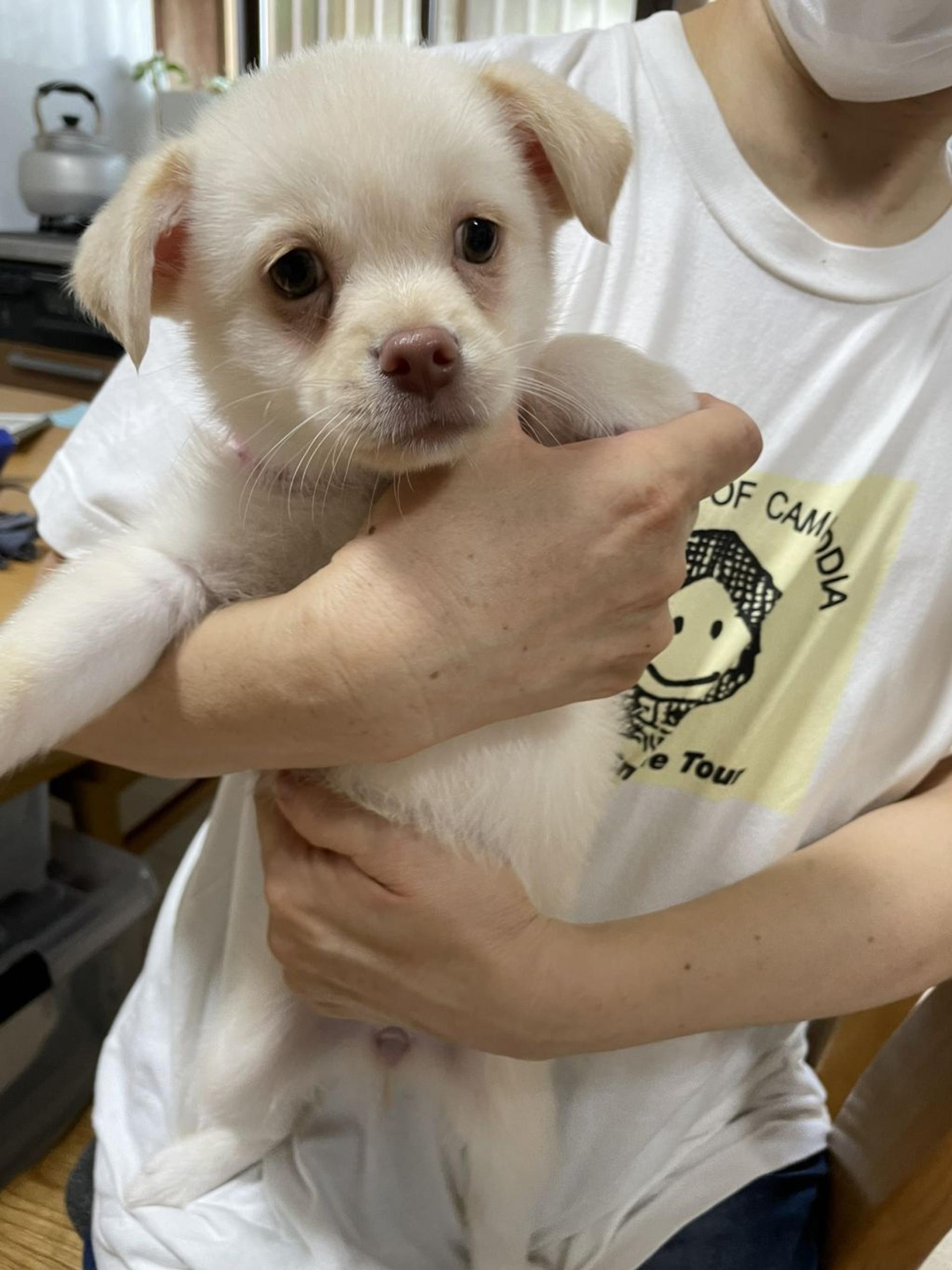 pet-image-7