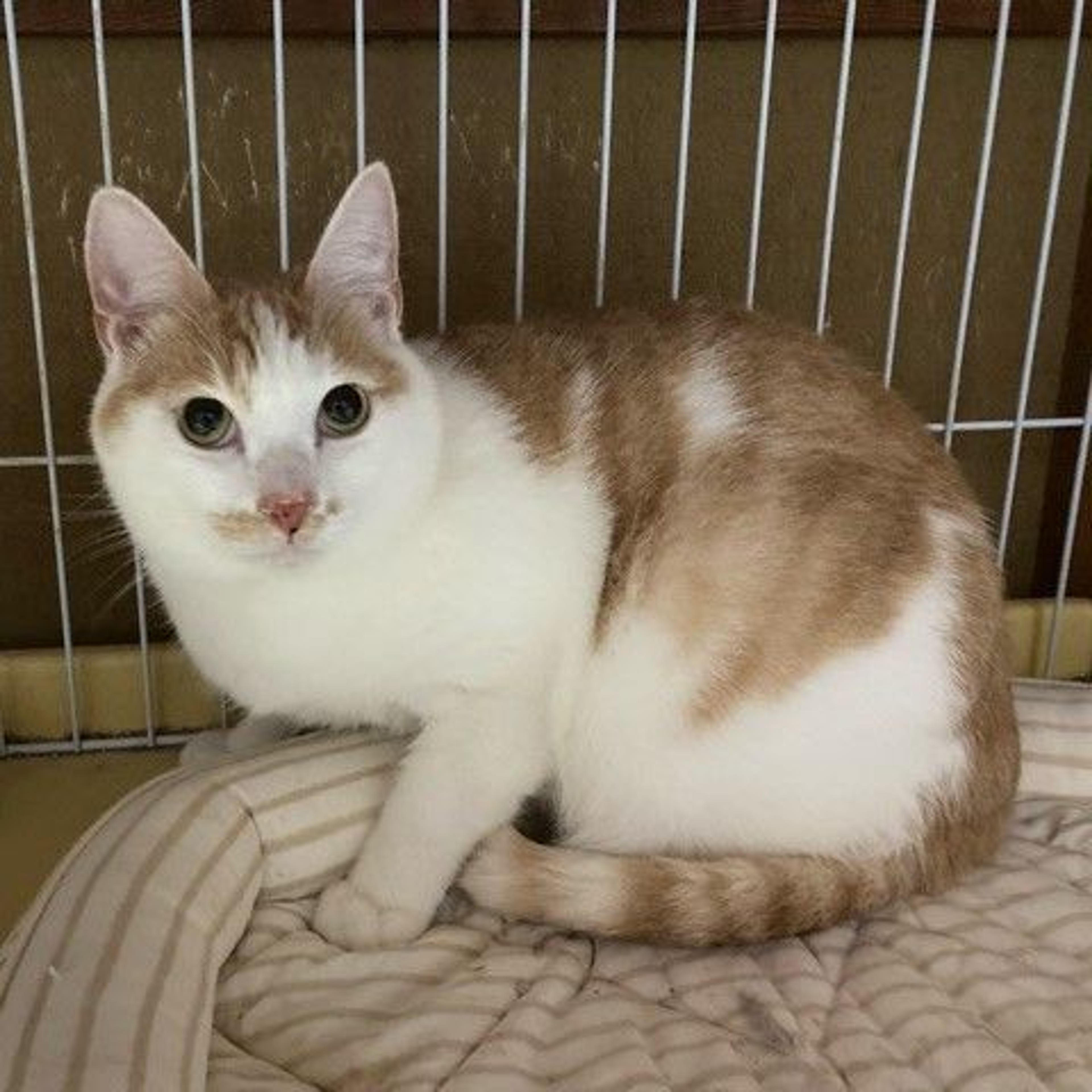 雑種（ミックス猫）・オスの里親募集の写真