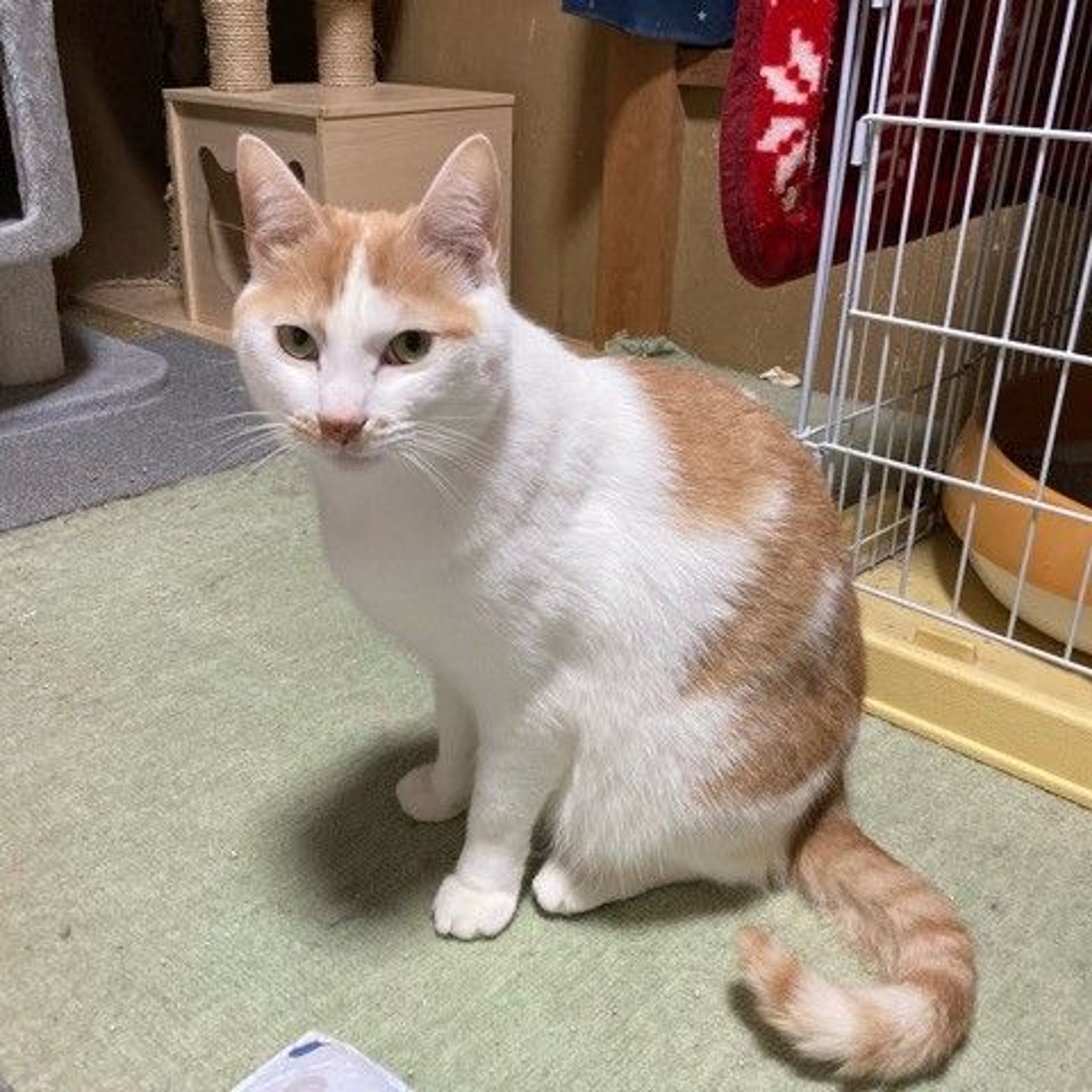 pet-image-2
