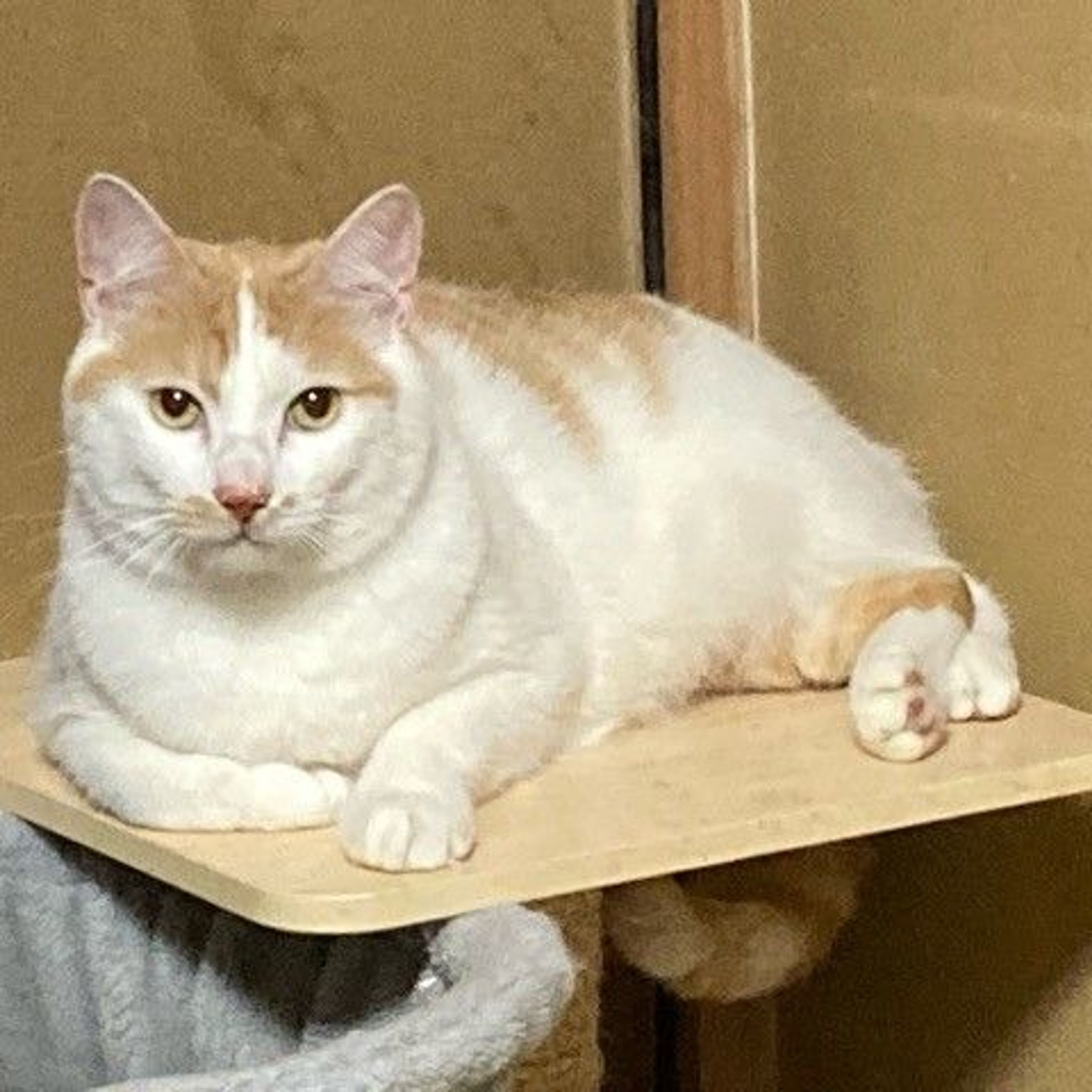 pet-image-3