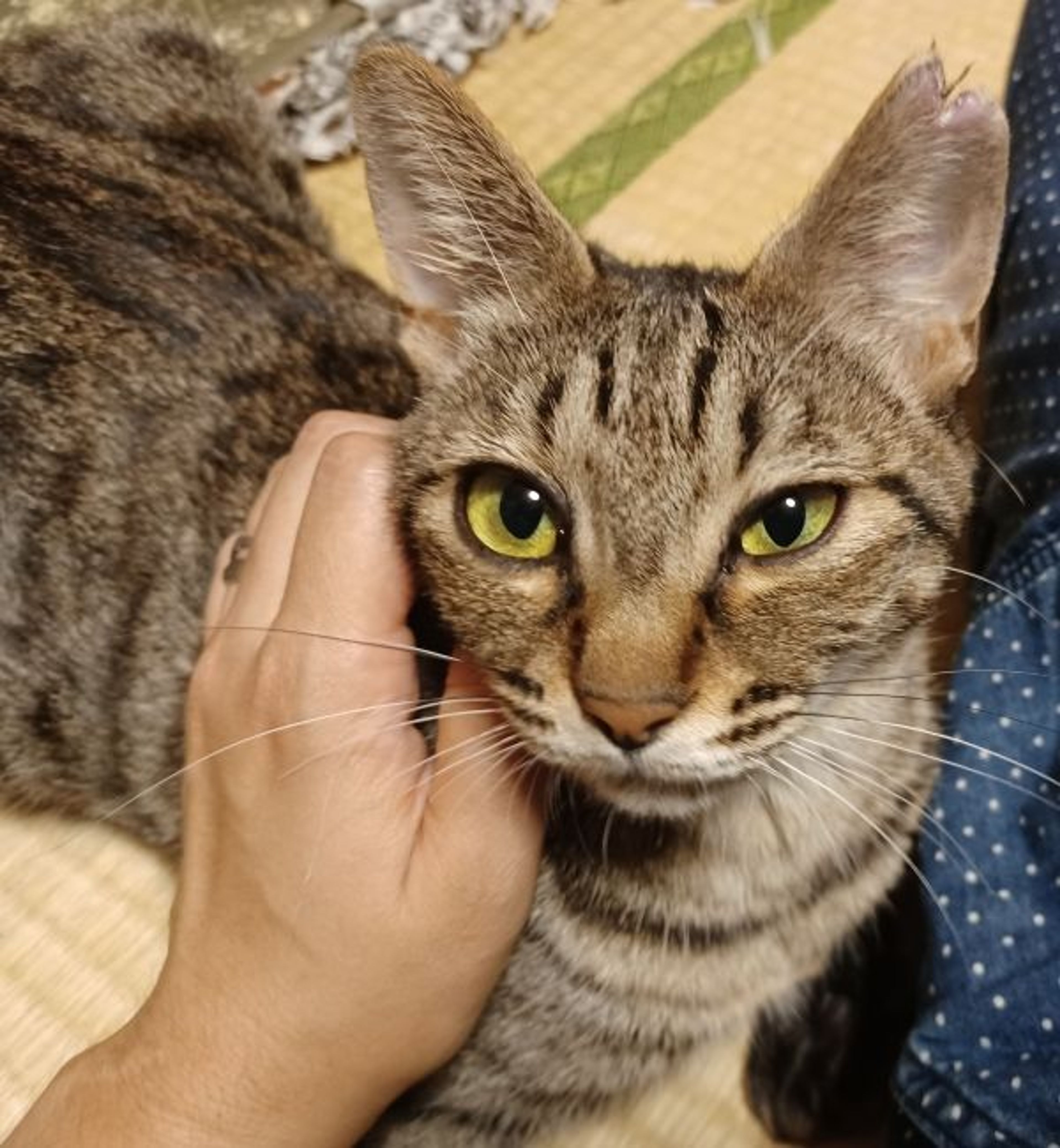 雑種（ミックス猫）・メスの里親募集の写真
