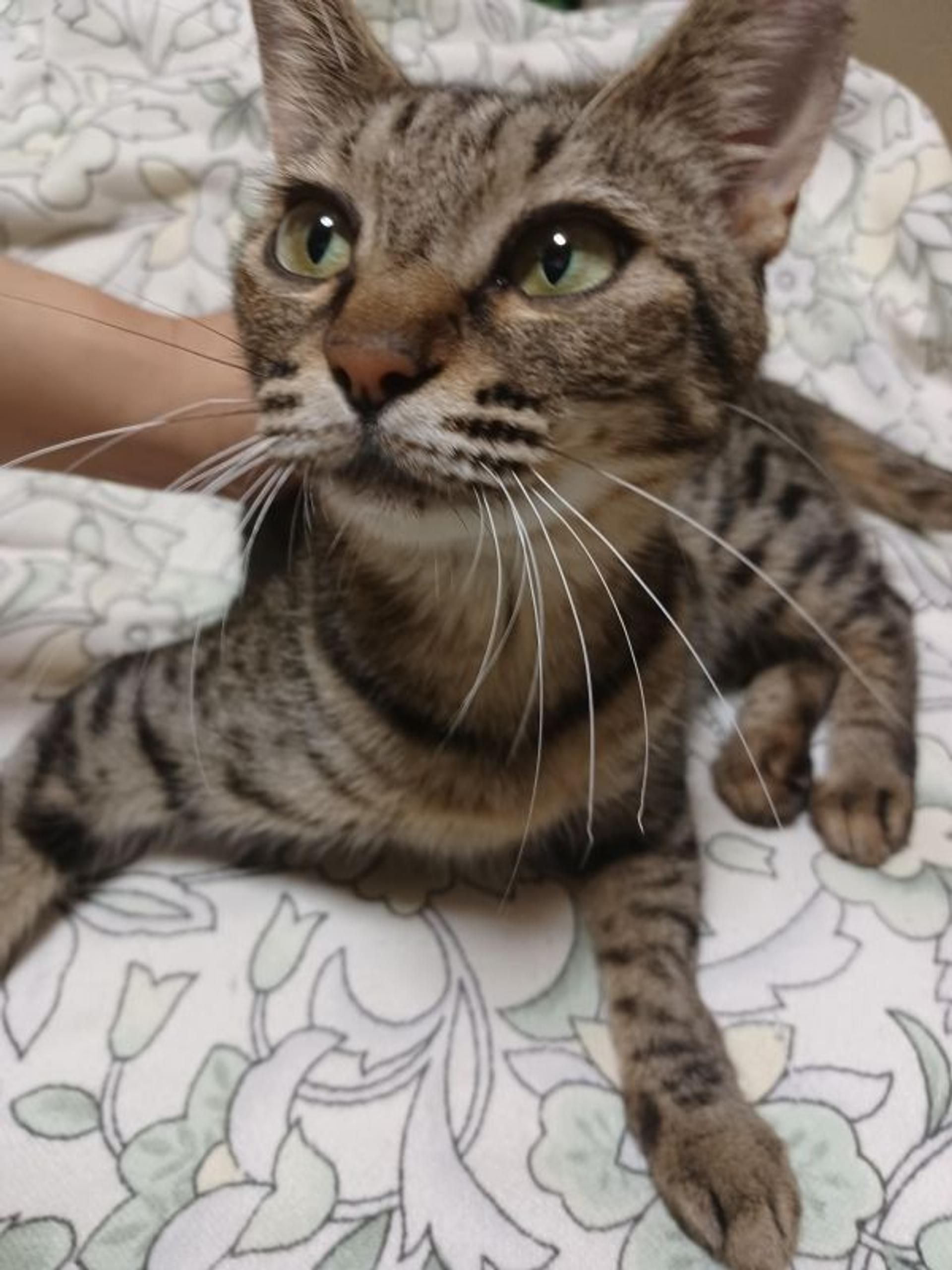 pet-image-2