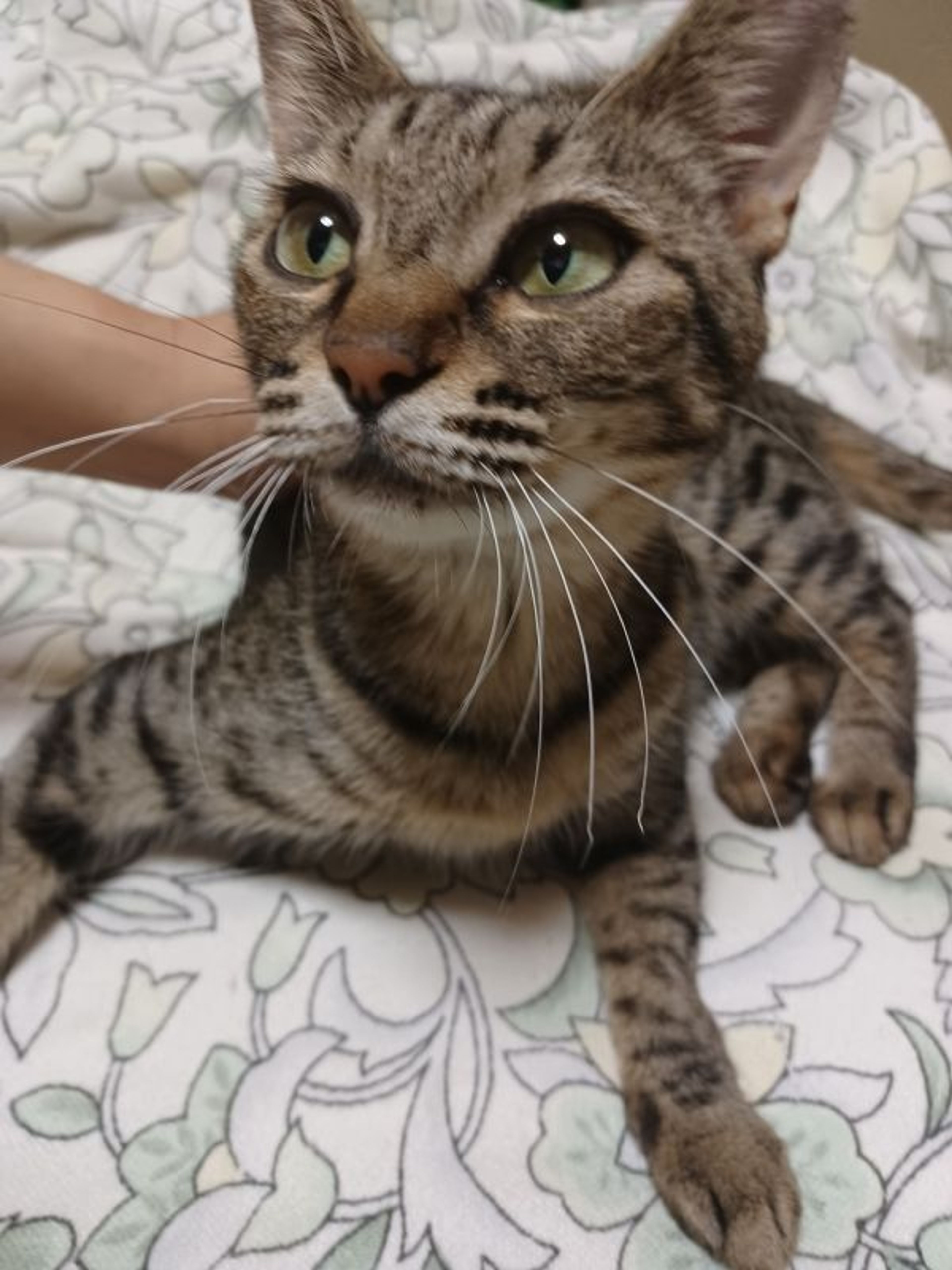 pet-image-2