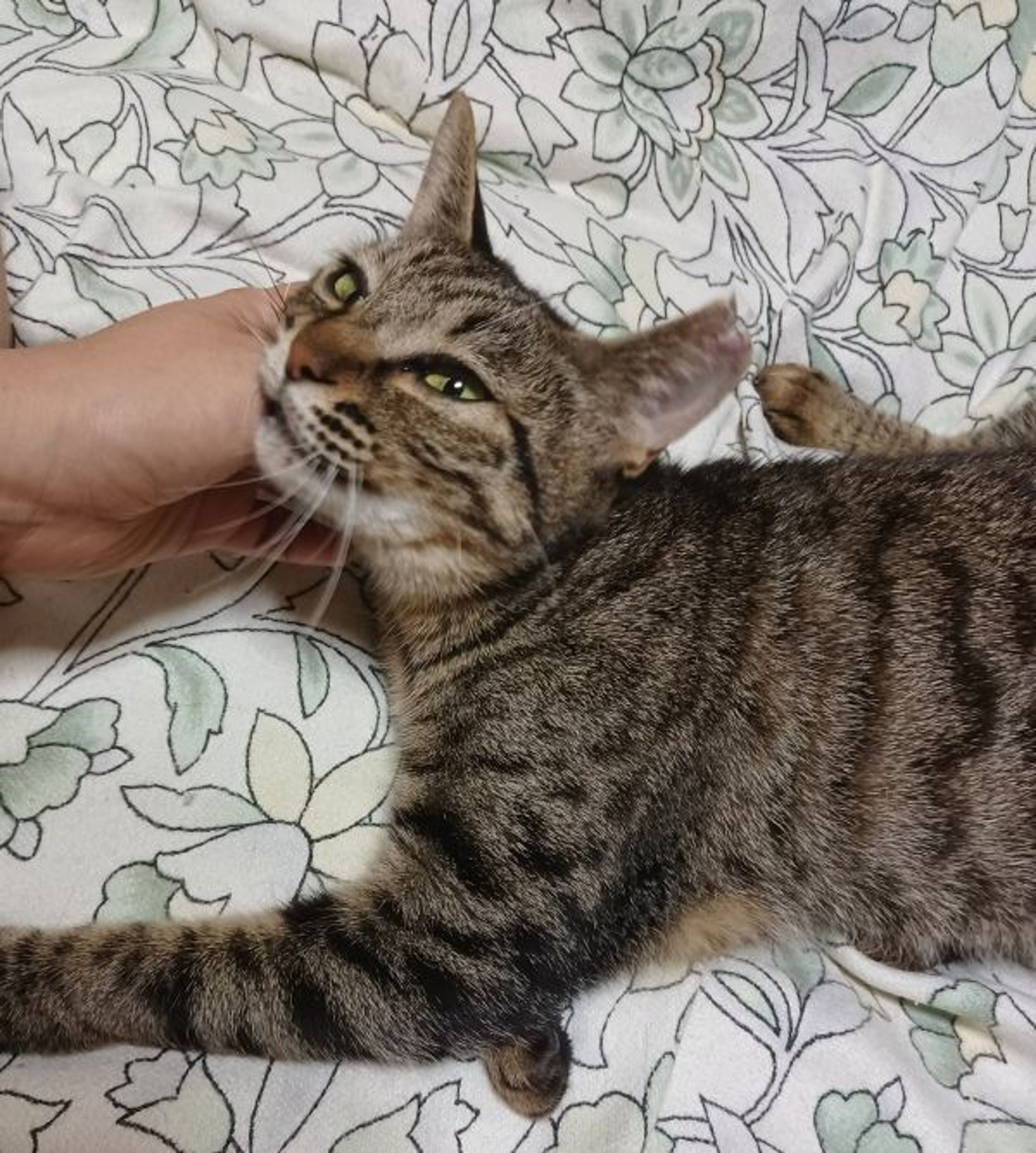 pet-image-3
