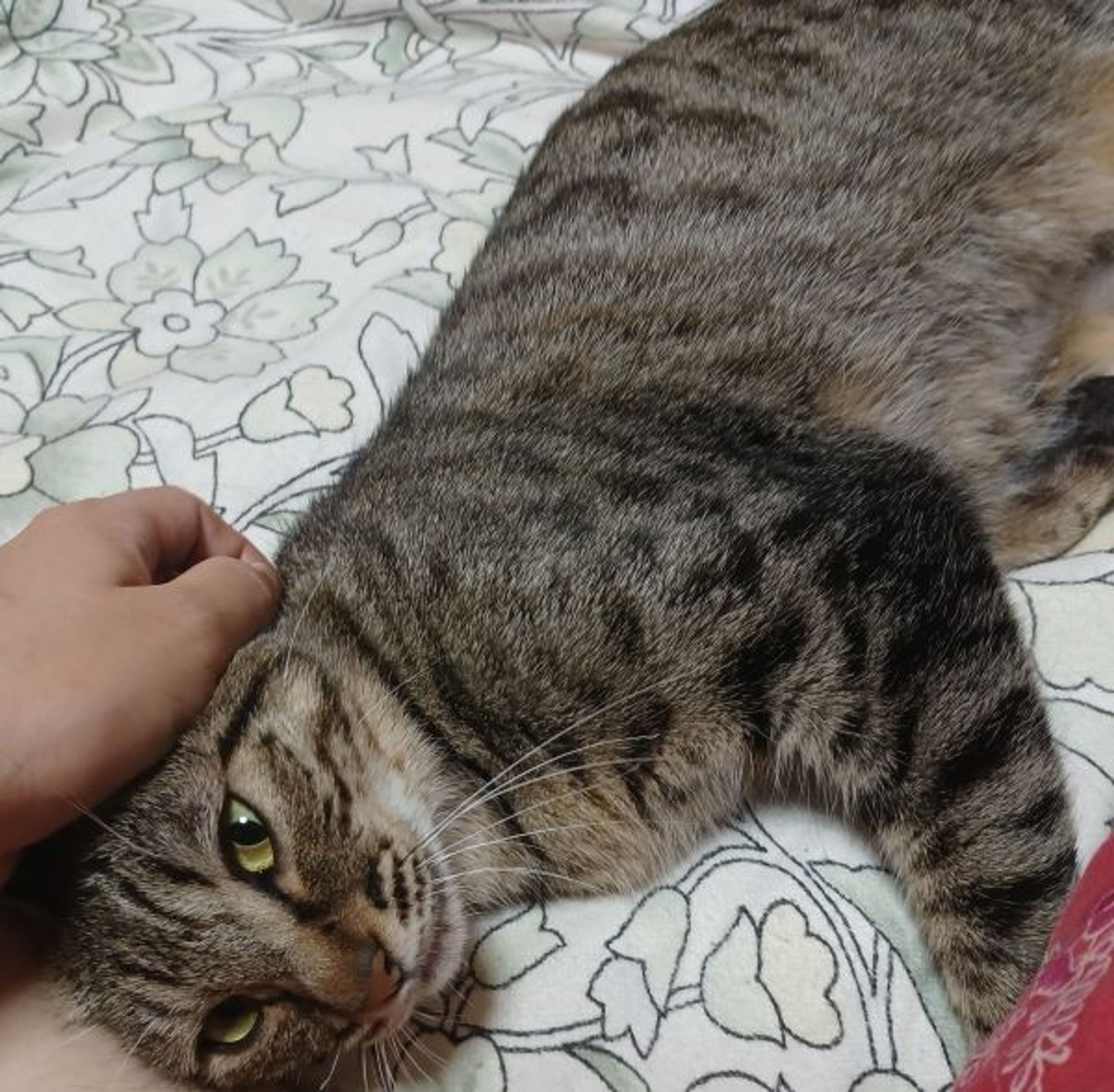 pet-image-4