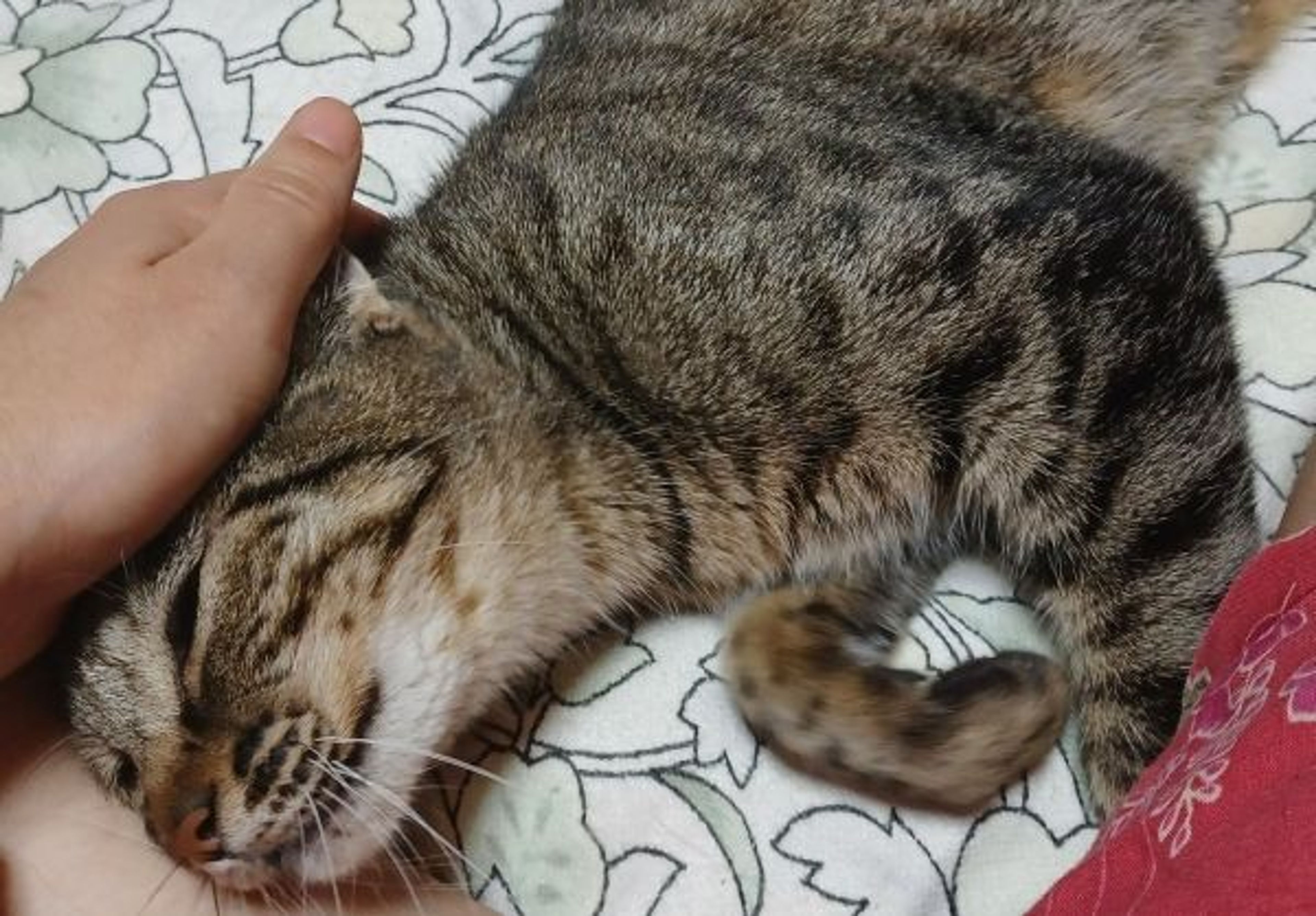 pet-image-5