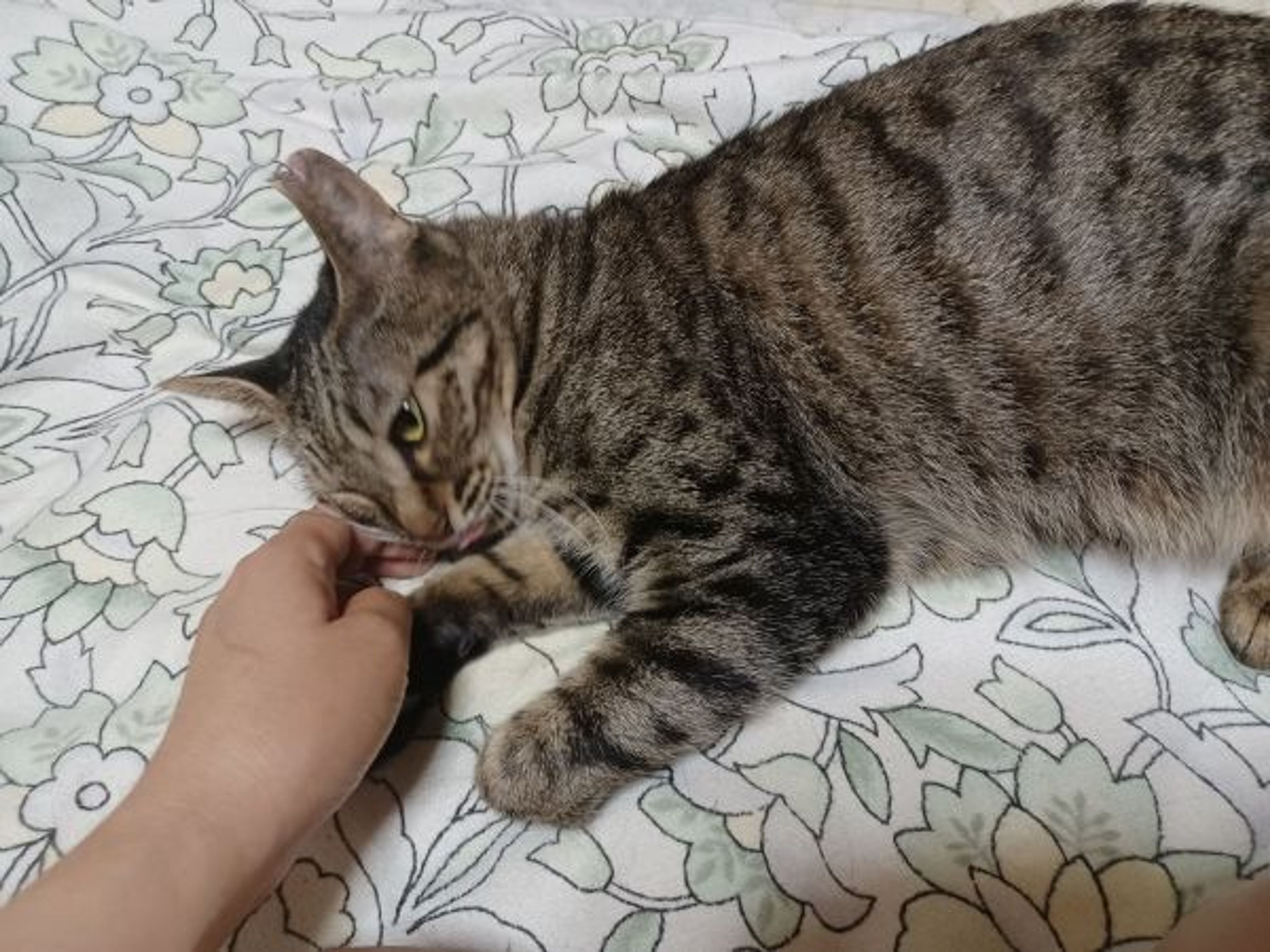 pet-image-6