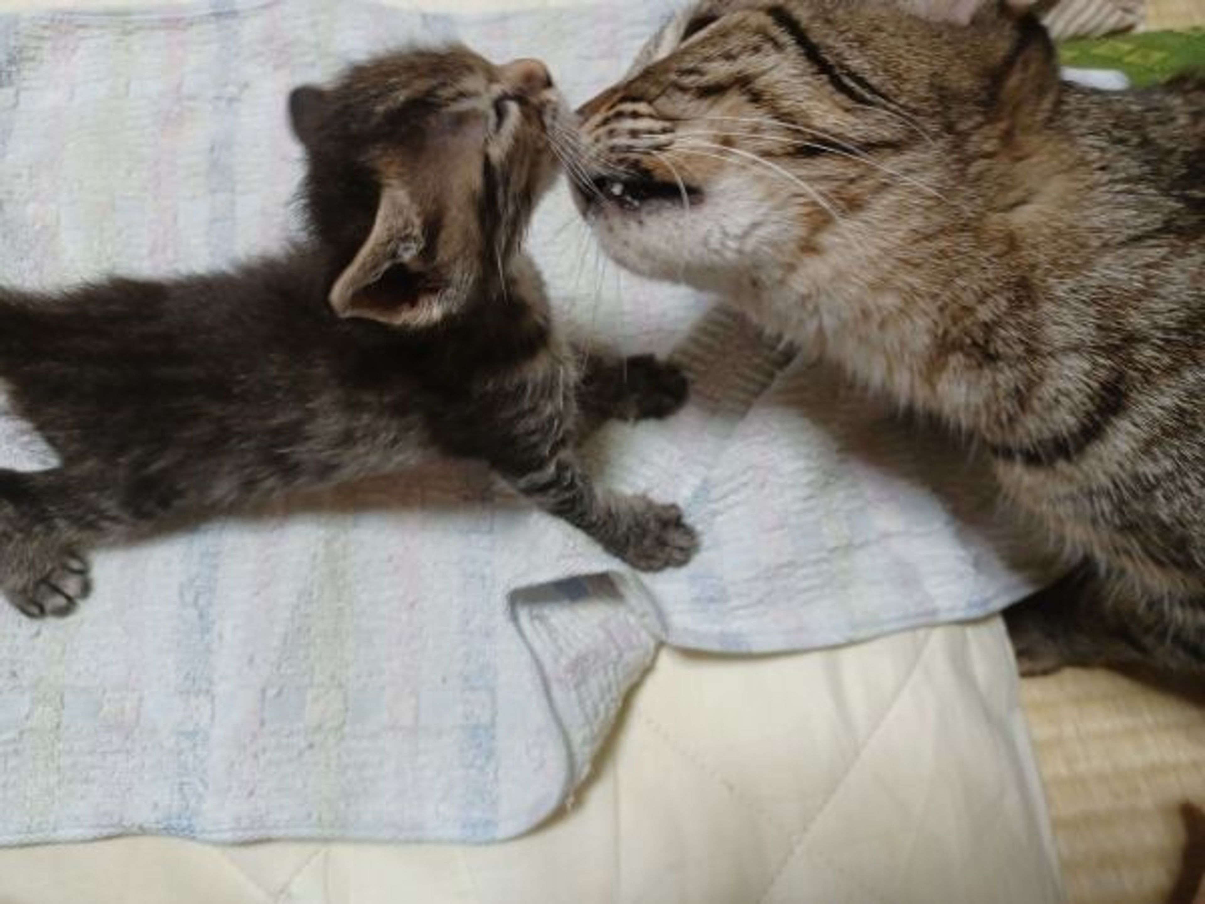 pet-image-8