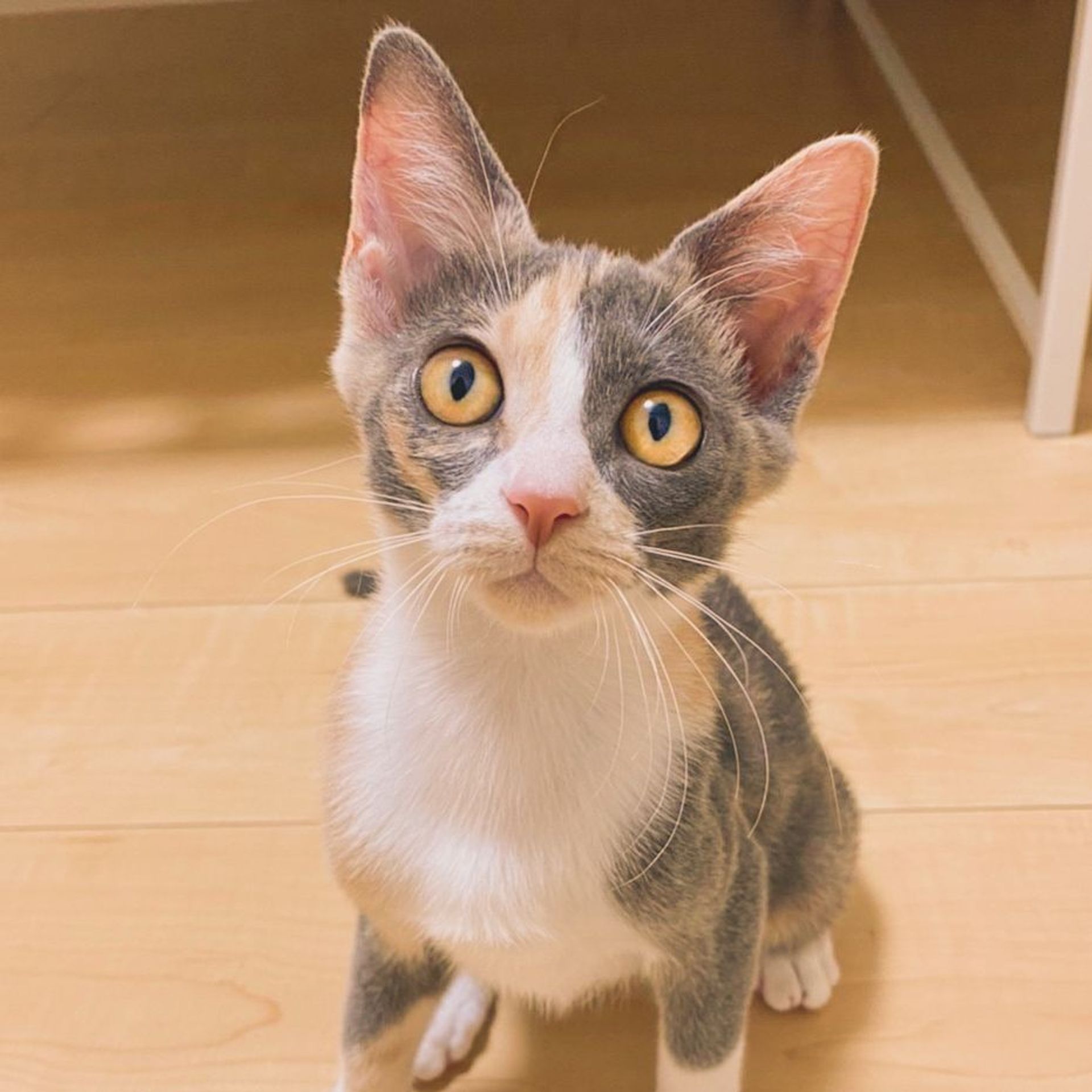 雑種（ミックス猫）・メスの里親募集の写真