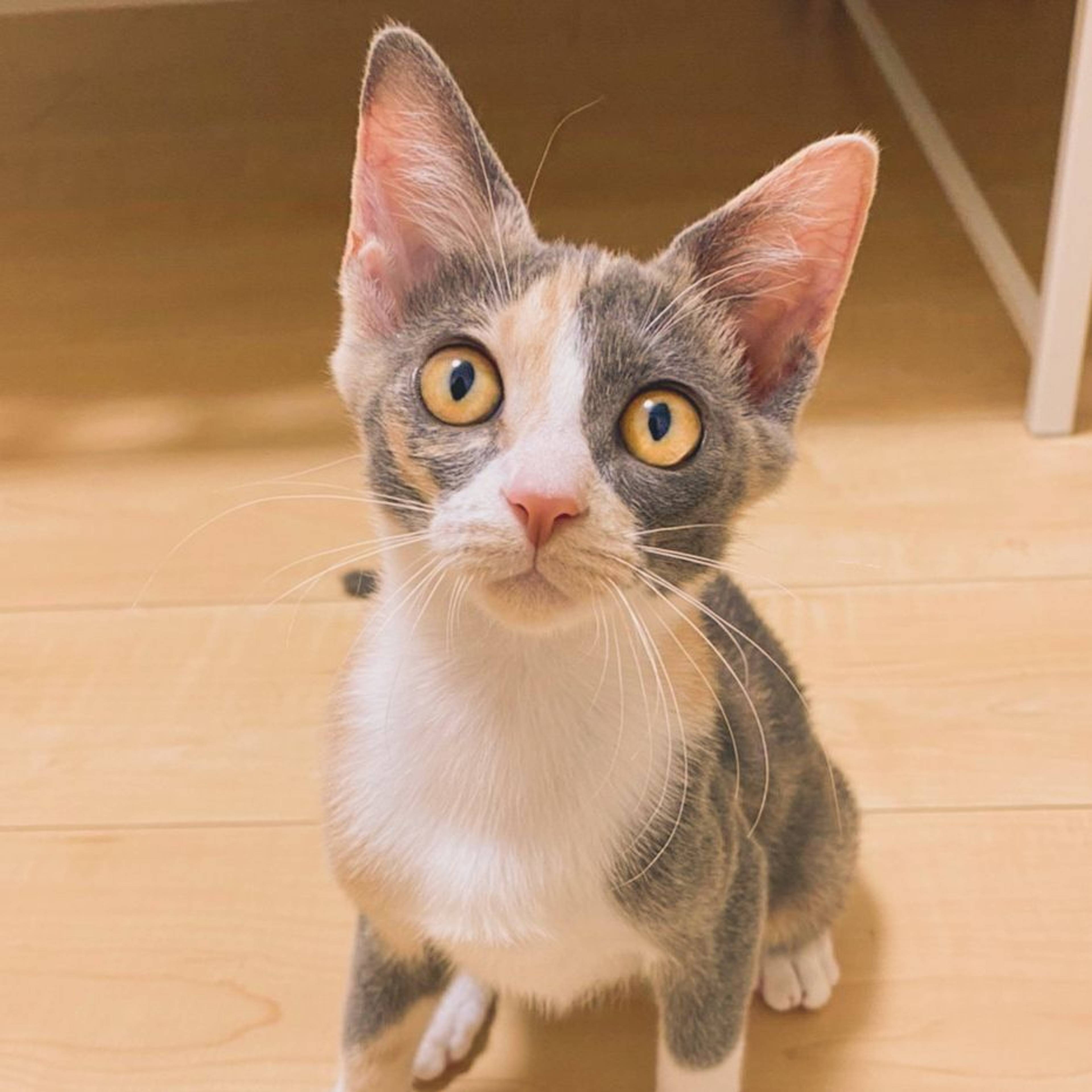 雑種（ミックス猫）・メスの里親募集の写真