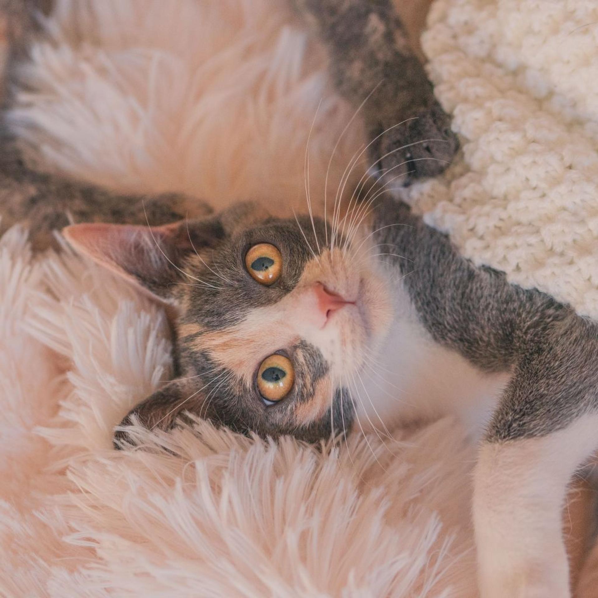 pet-image-3