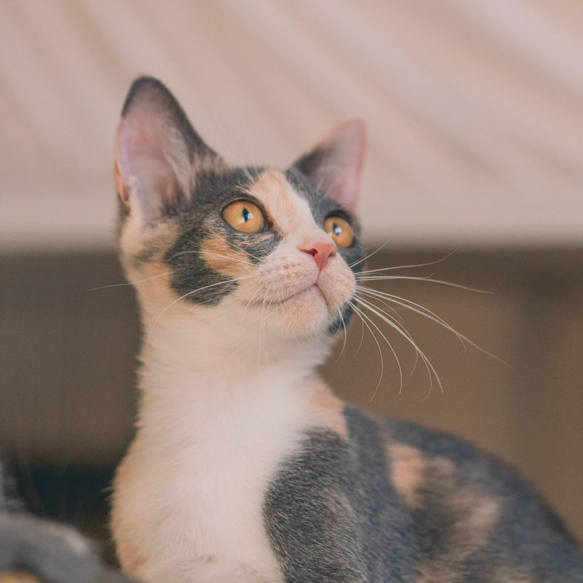 pet-image-4