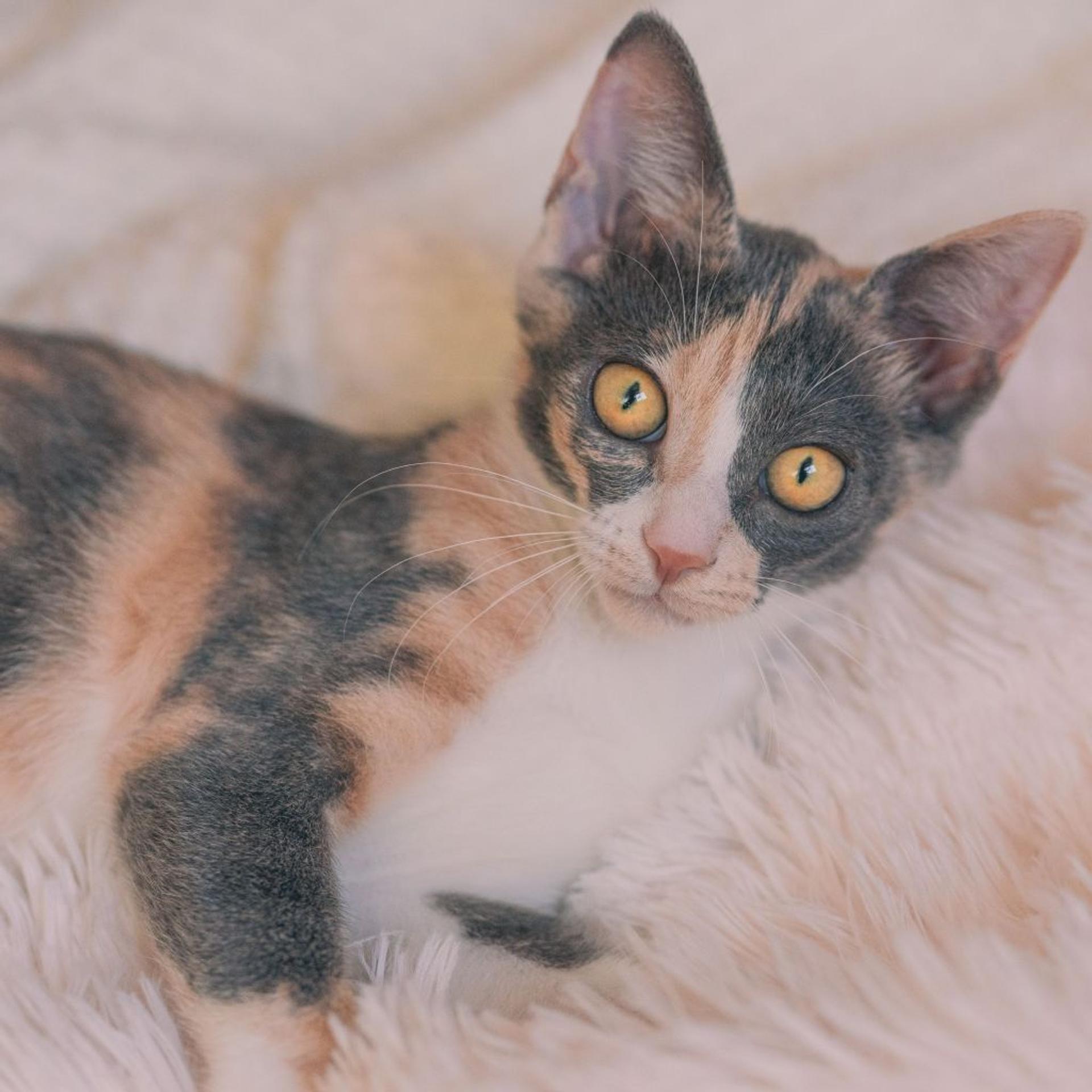 pet-image-5