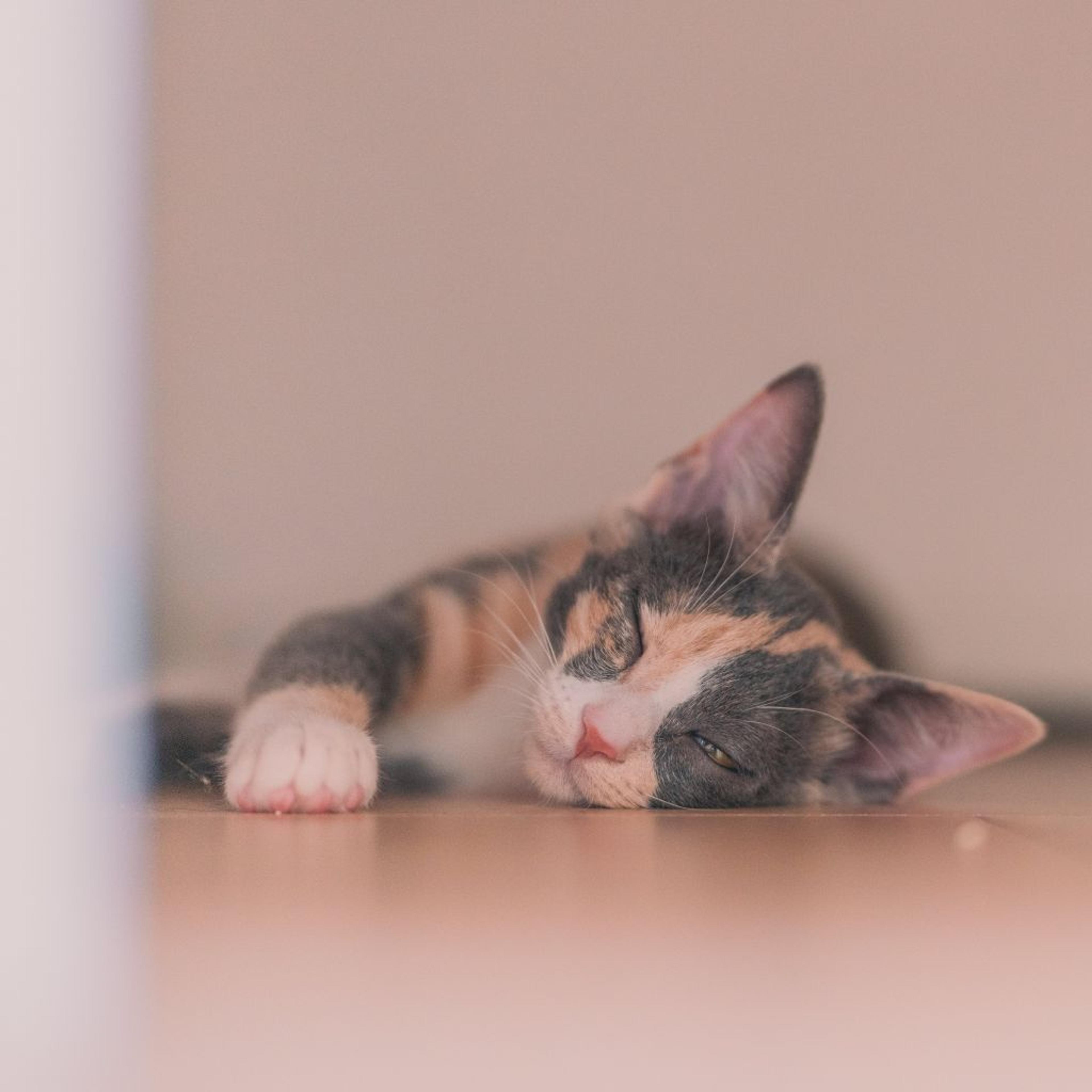 pet-image-7