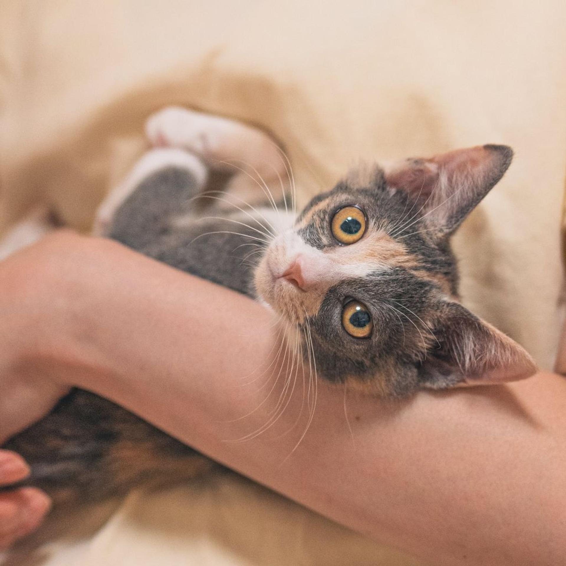 pet-image-8