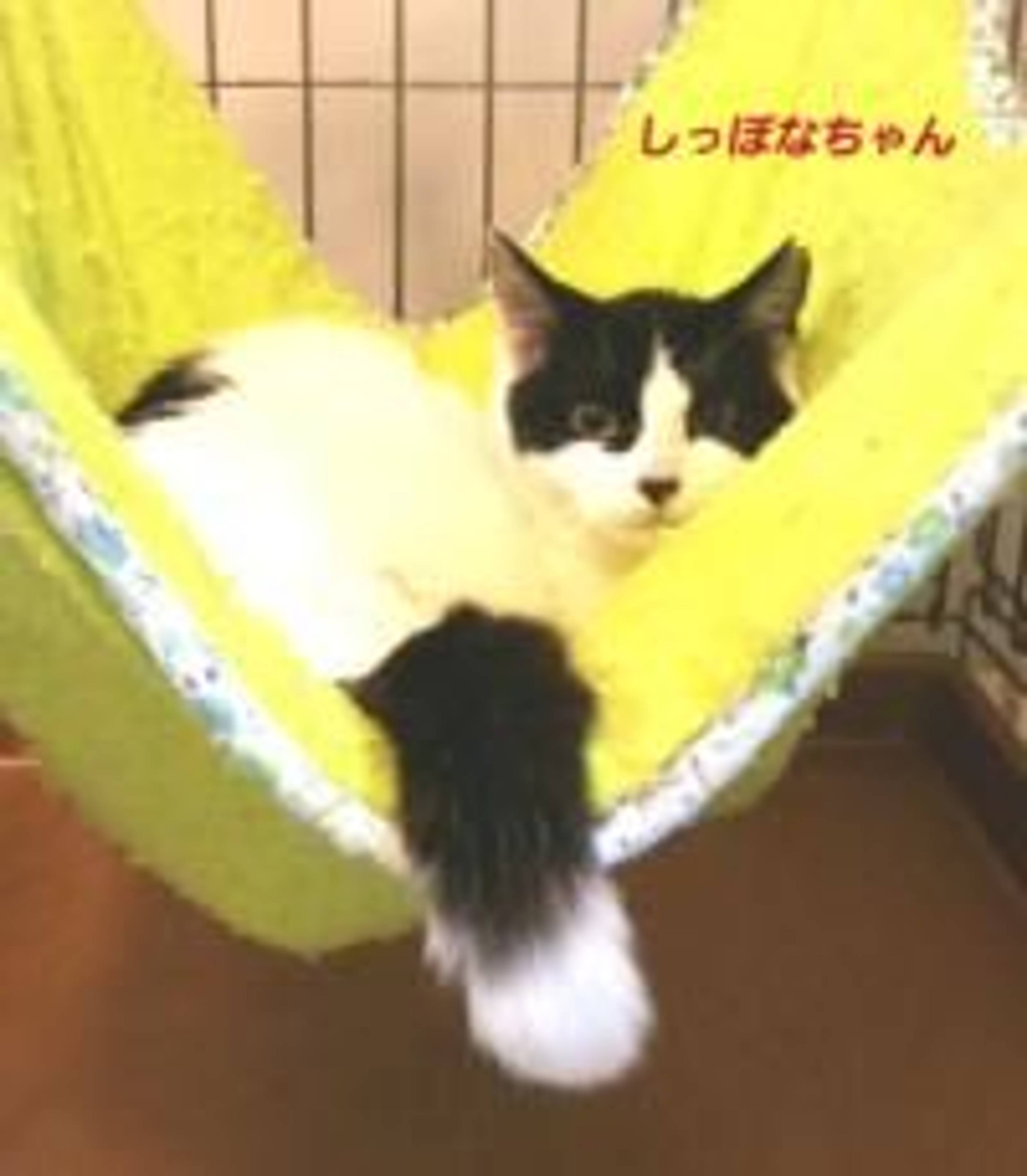 雑種（ミックス猫）・メスの里親募集の写真
