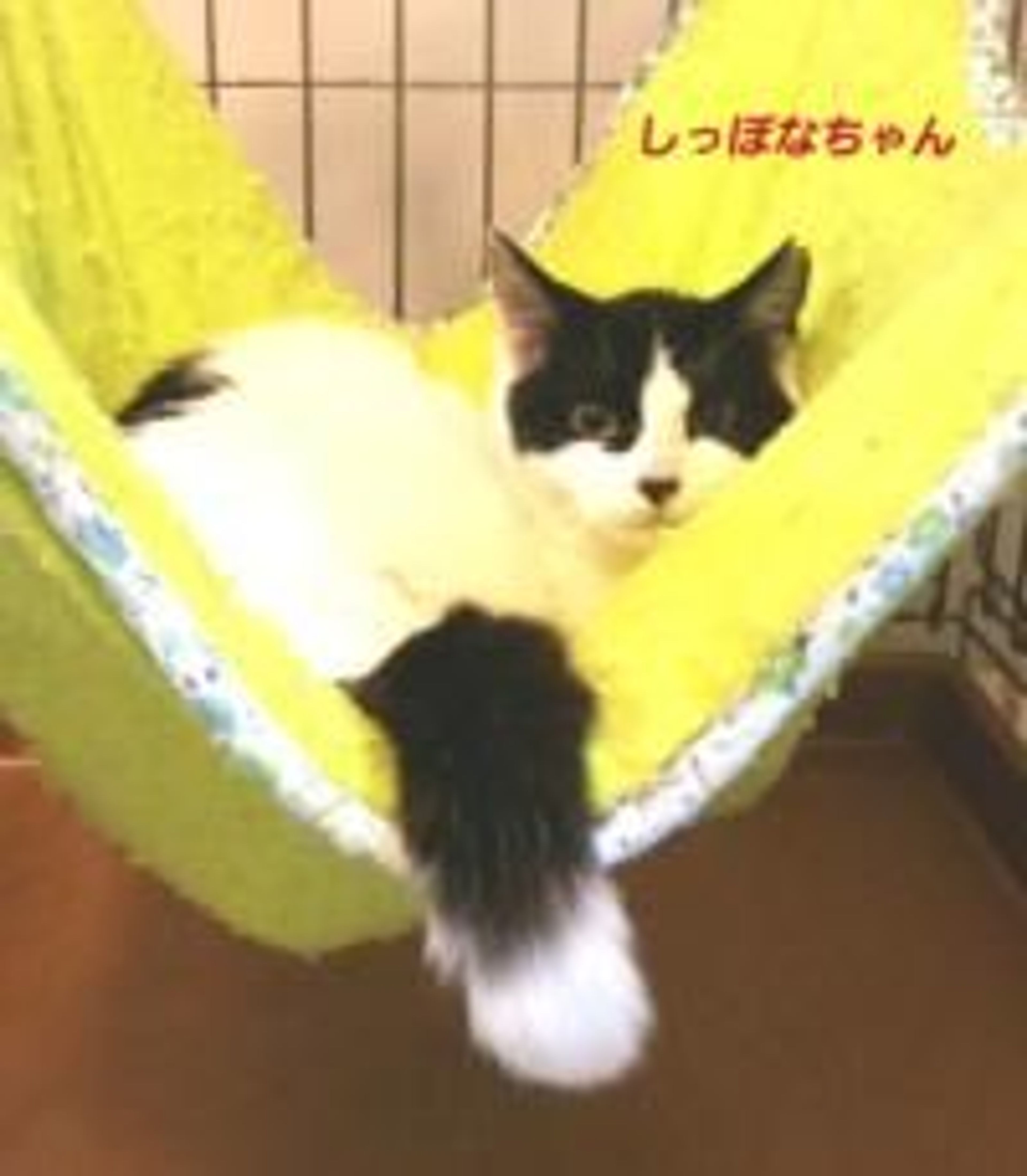 雑種（ミックス猫）・メスの里親募集の写真