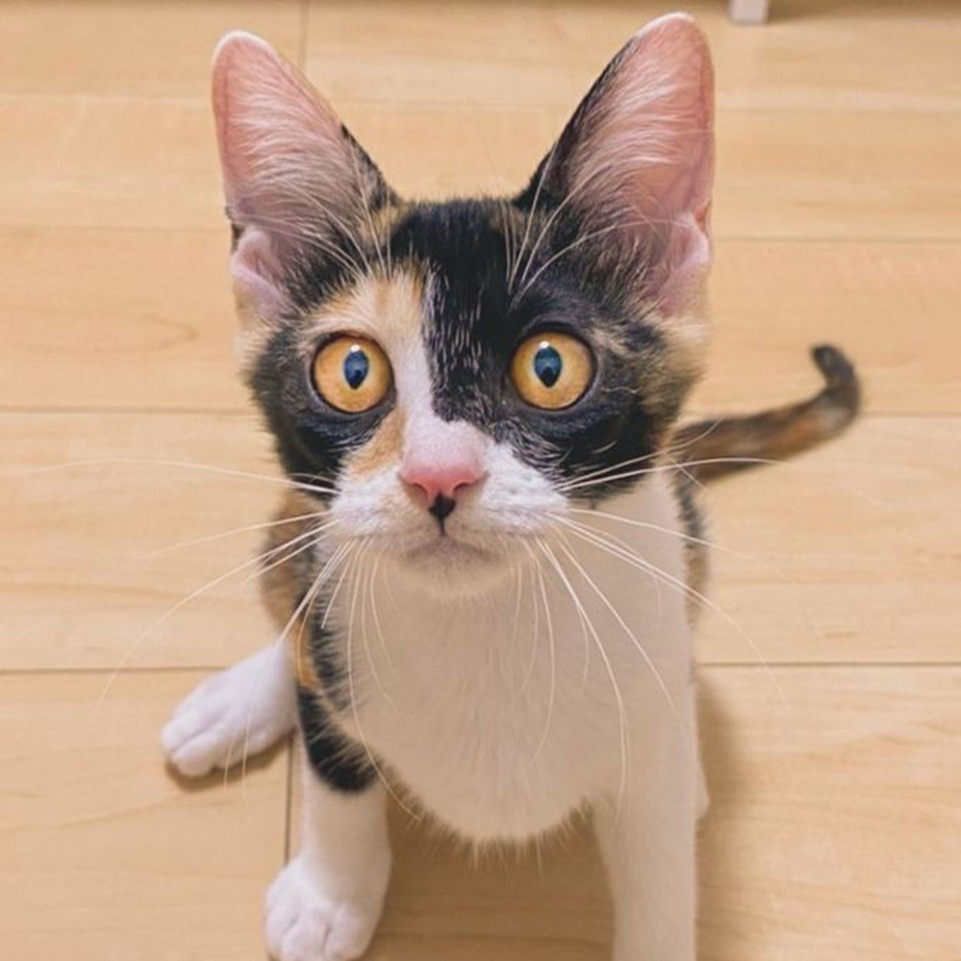 雑種（ミックス猫）・メスの里親募集の写真