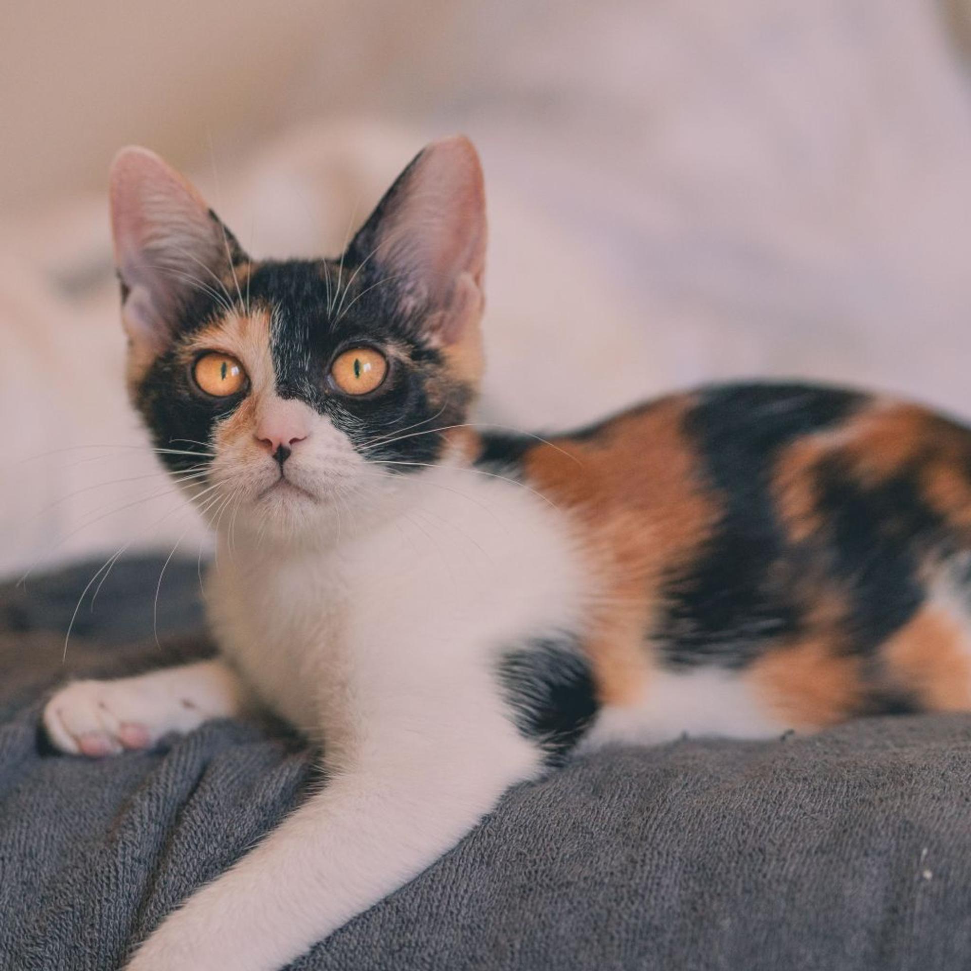 pet-image-4